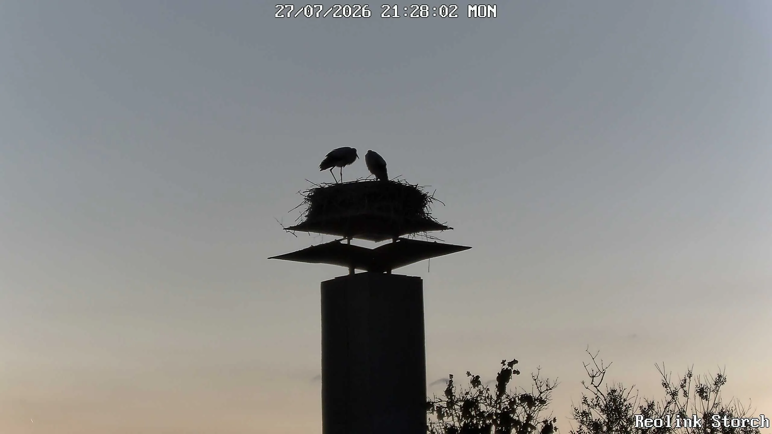 Storchencam Bild