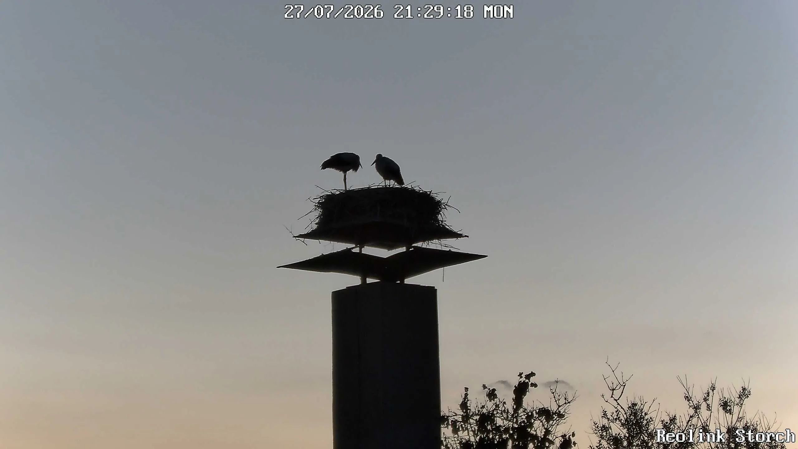 Storchencam Bild