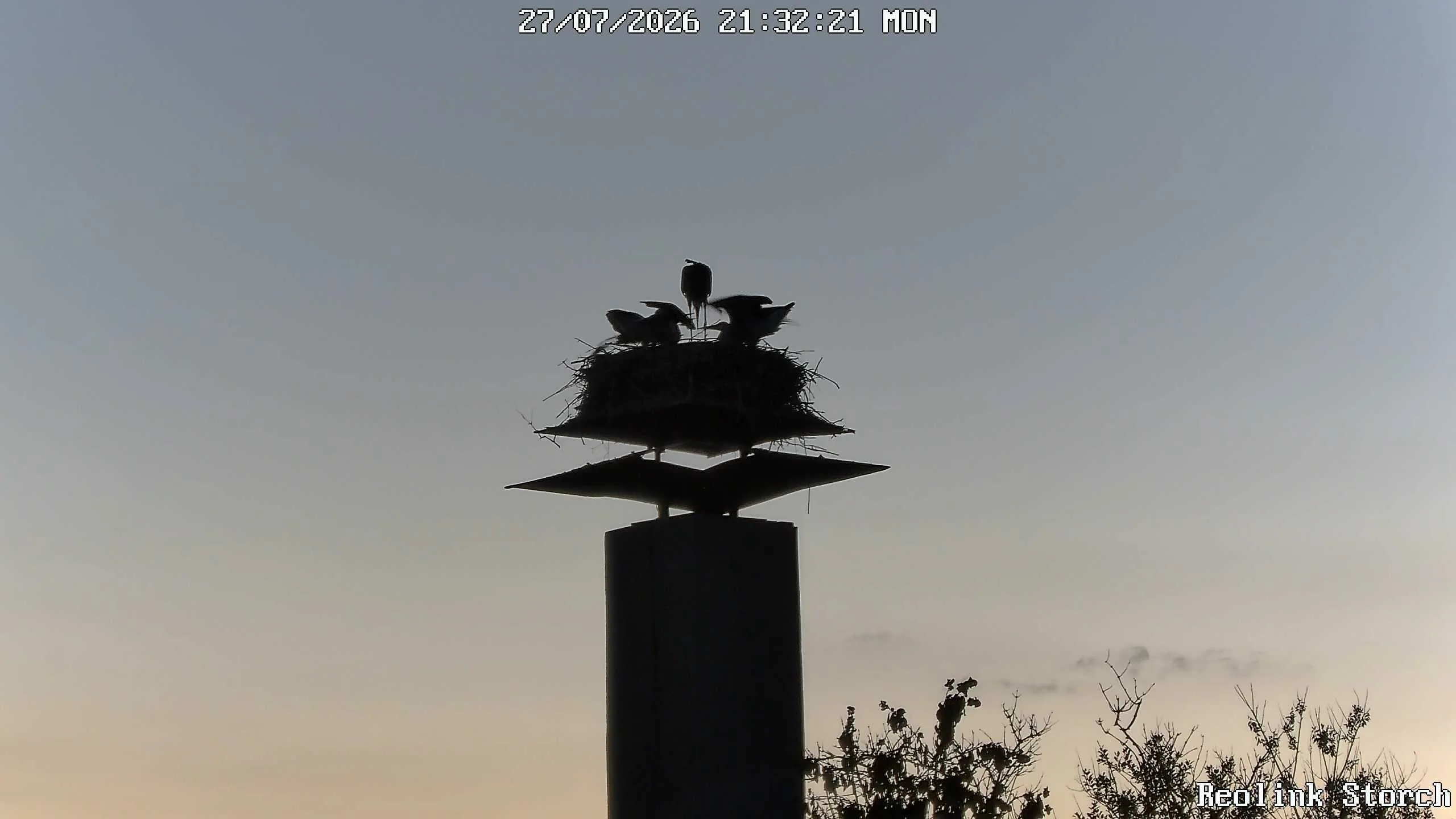 Storchencam Bild