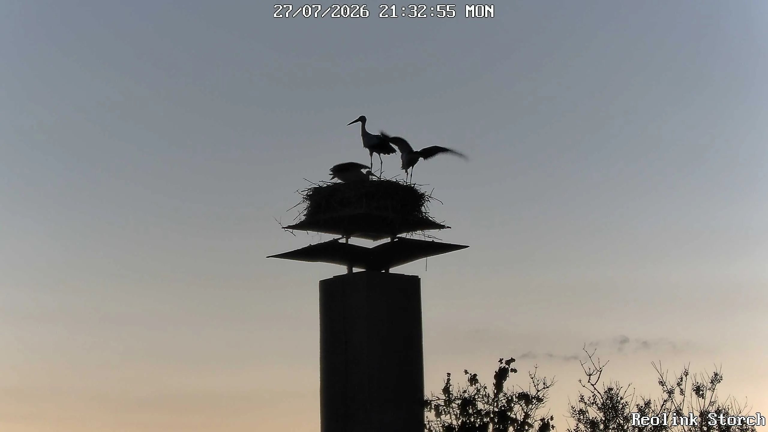 Storchencam Bild