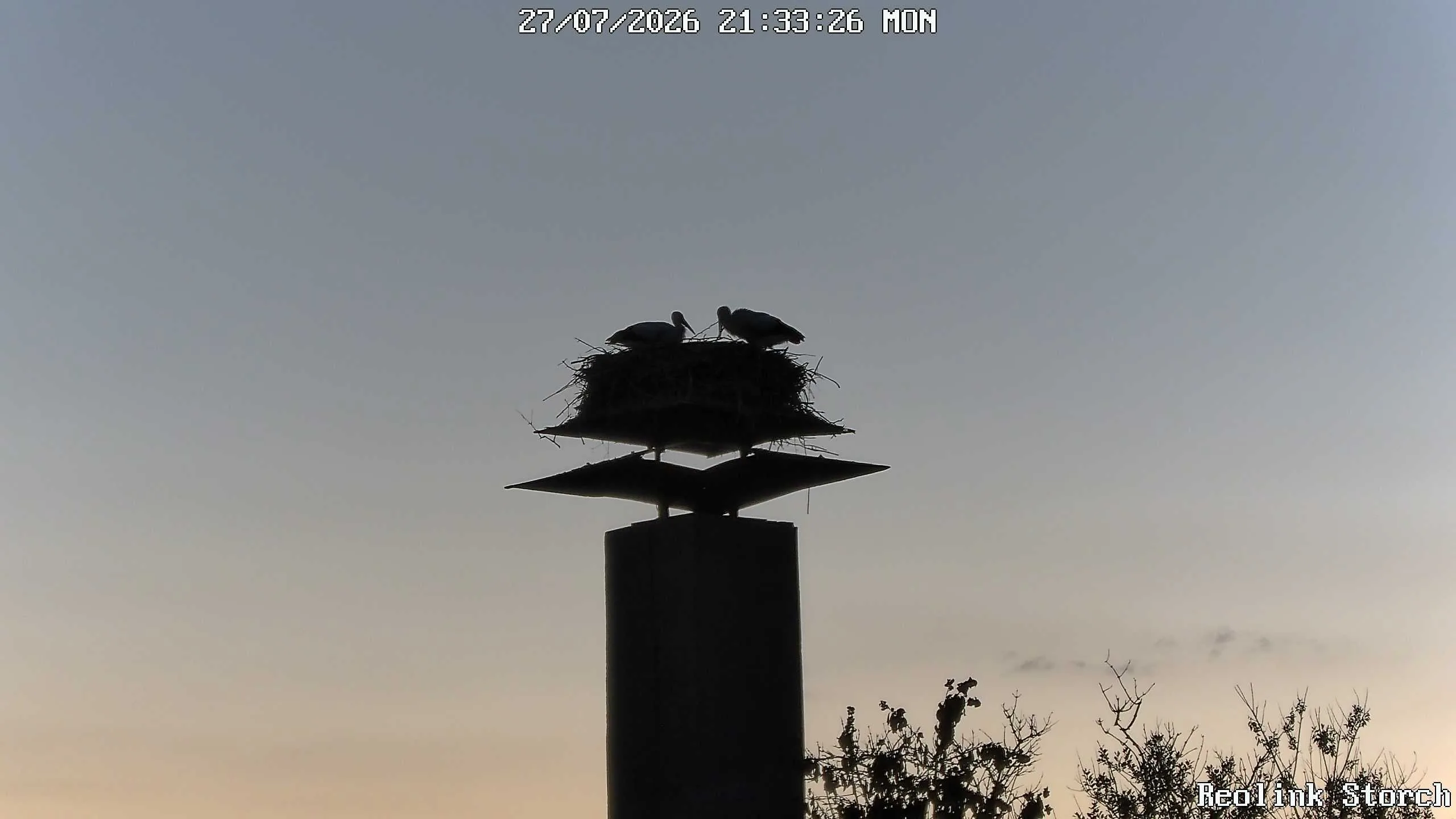 Storchencam Bild