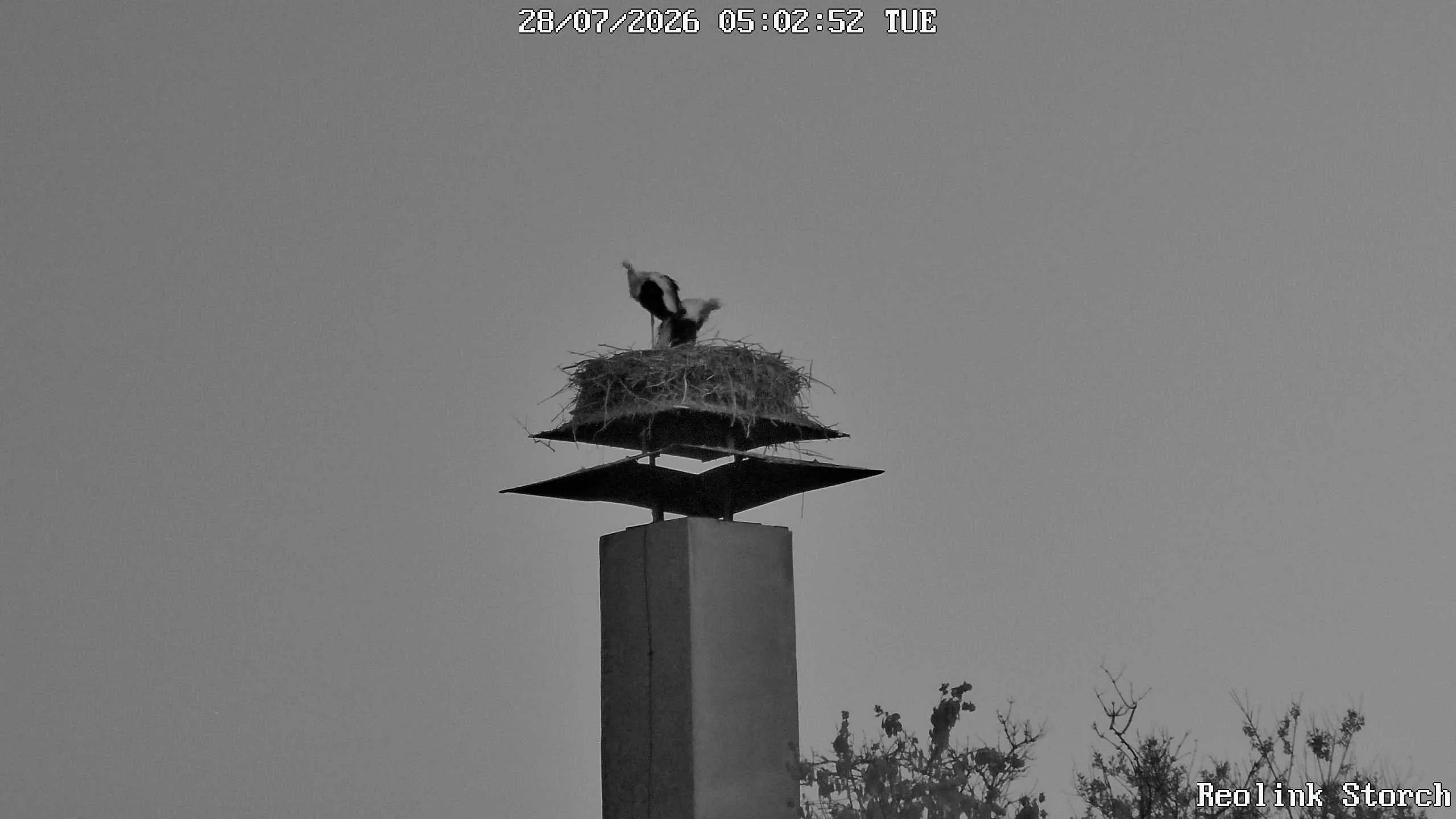 Storchencam Bild