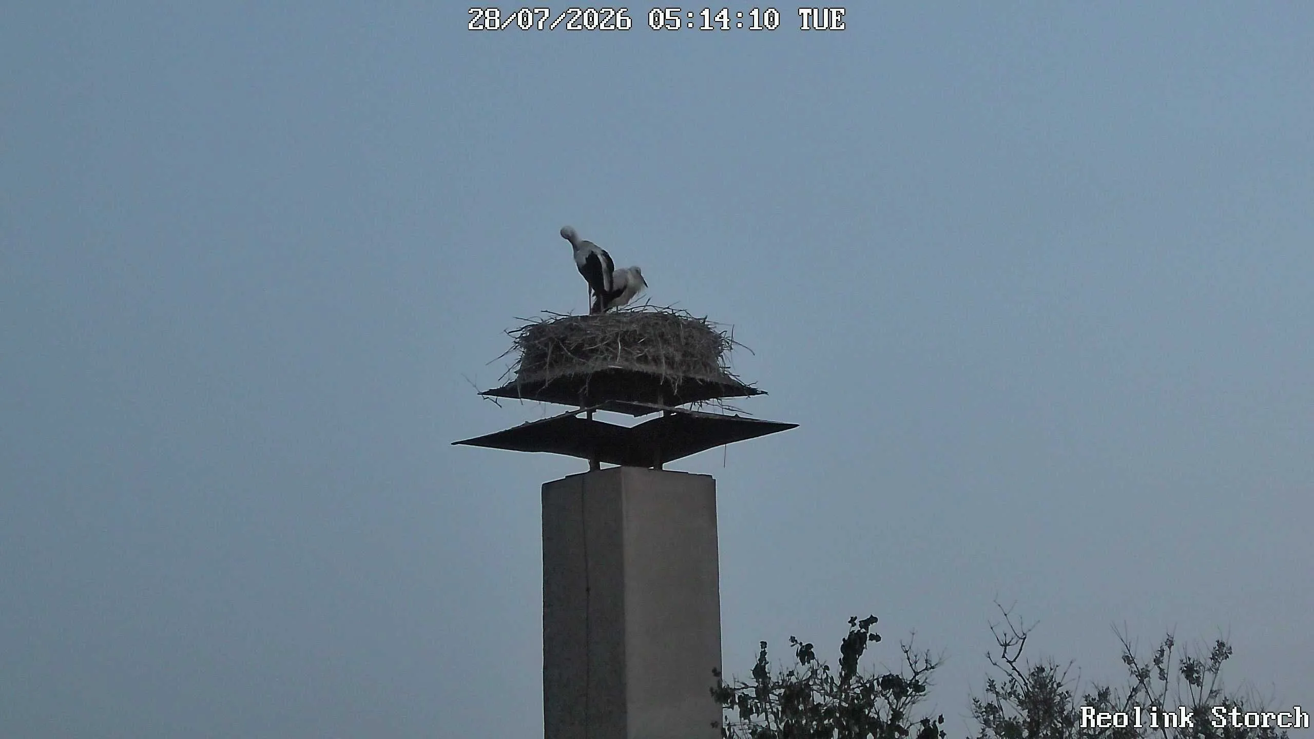 Storchencam Bild