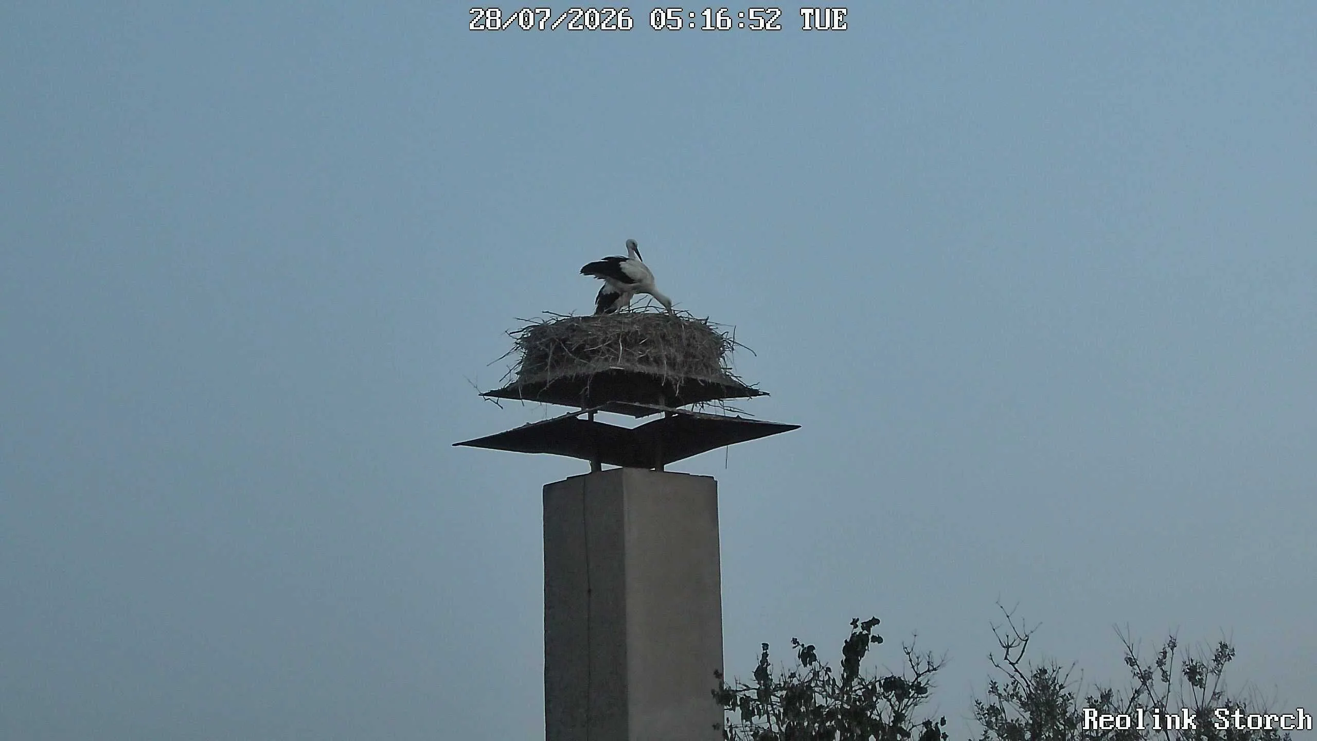 Storchencam Bild