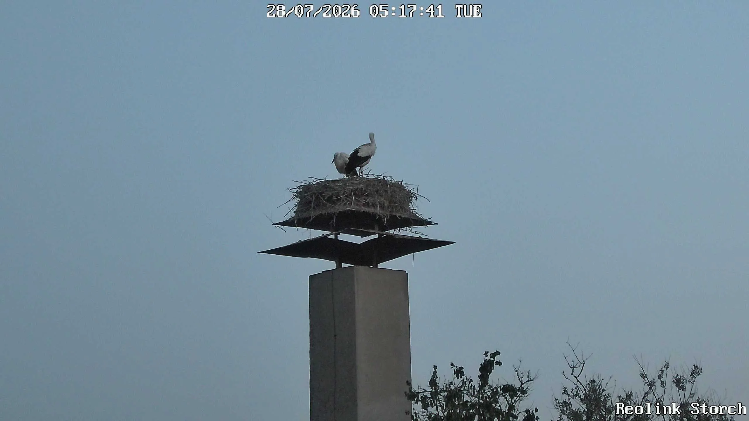 Storchencam Bild