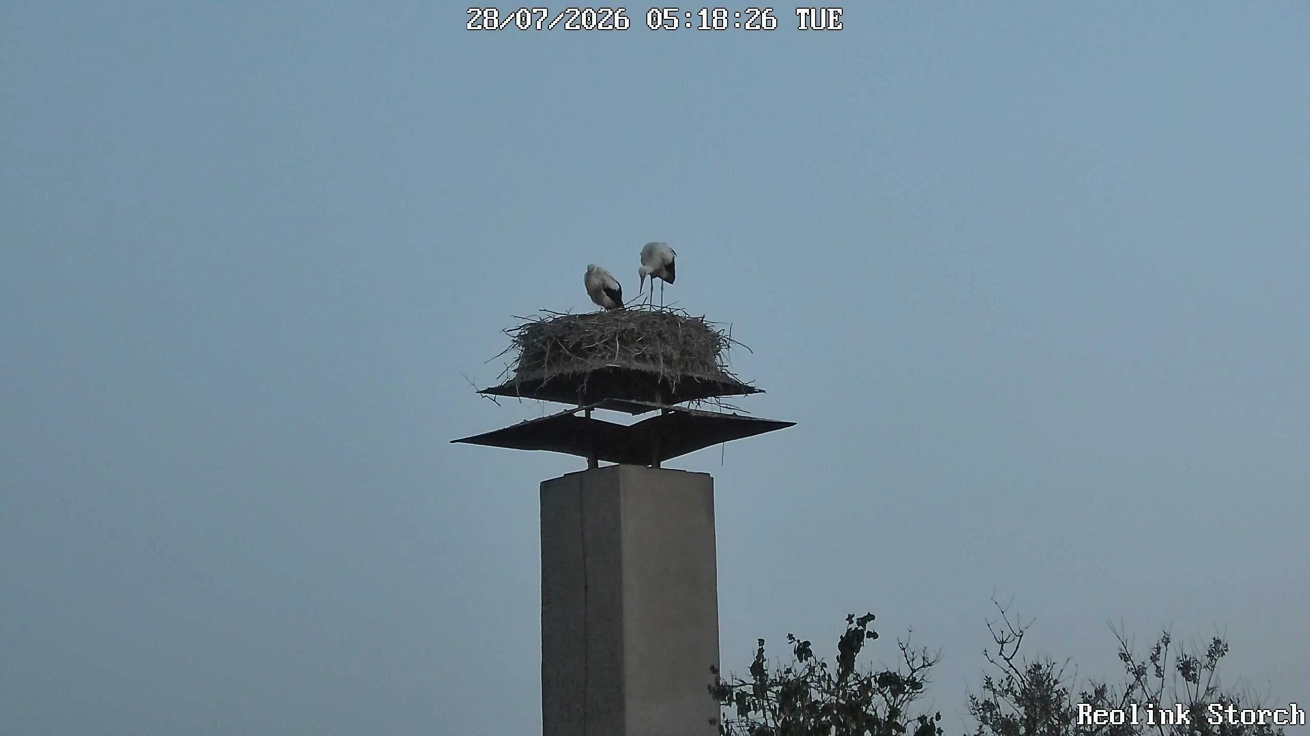 Storchencam Bild