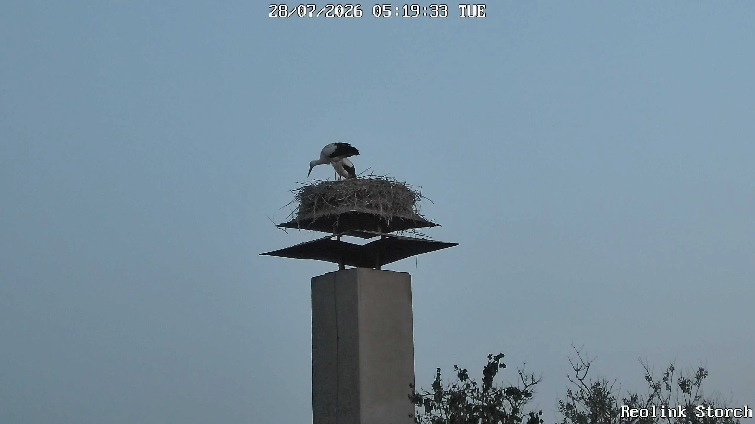 Storchencam Bild