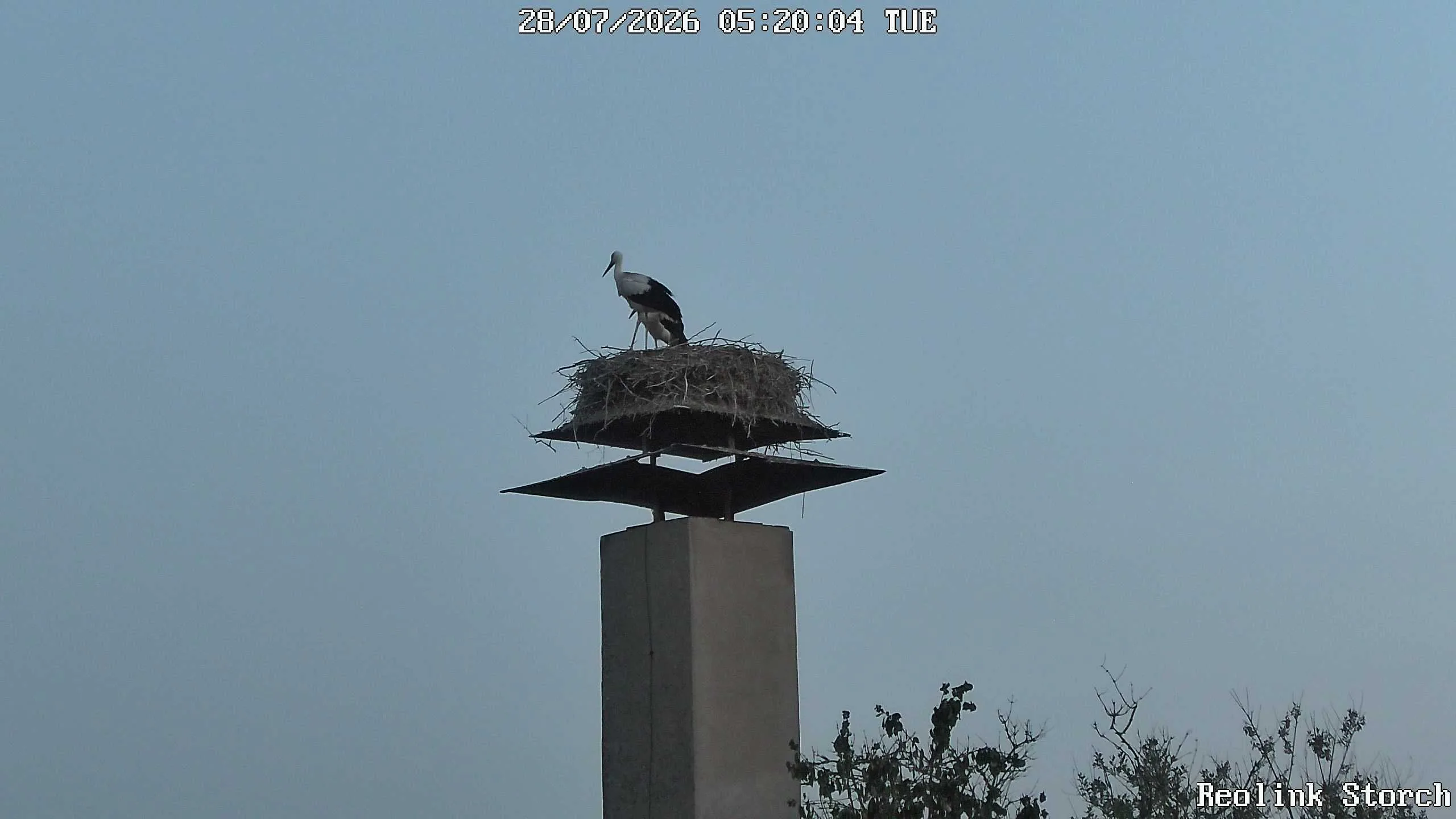 Storchencam Bild