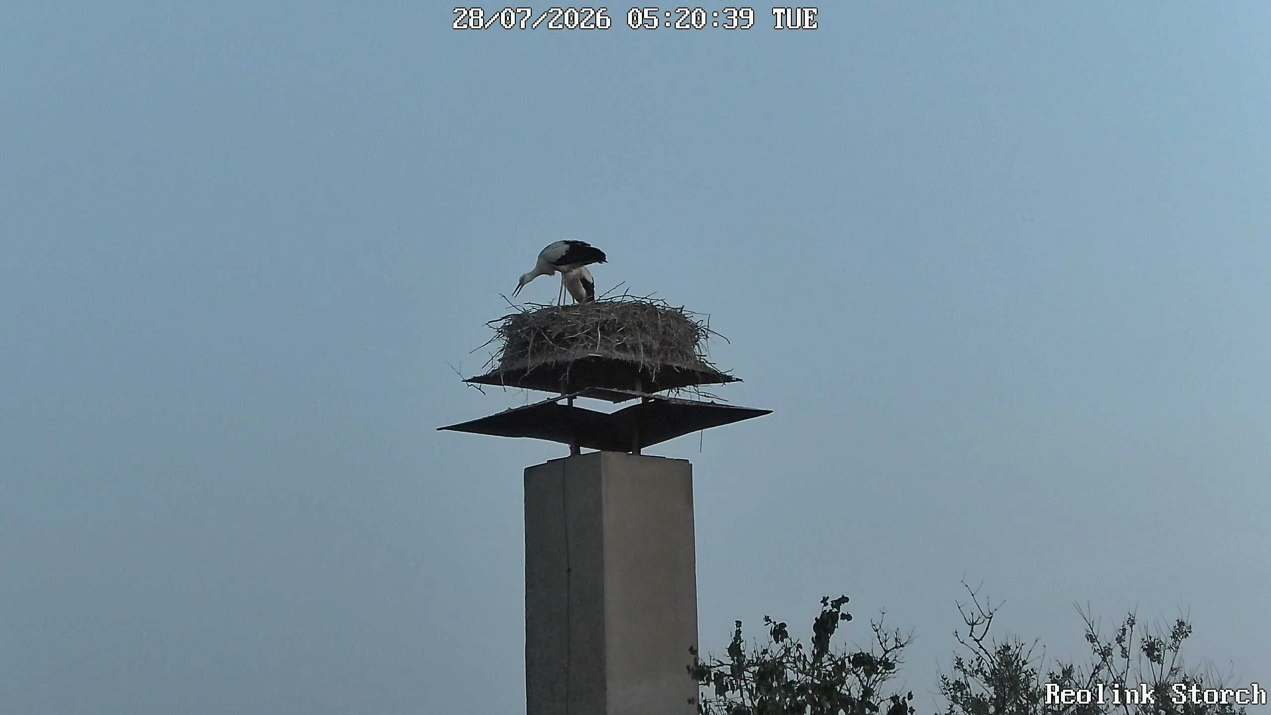 Storchencam Bild