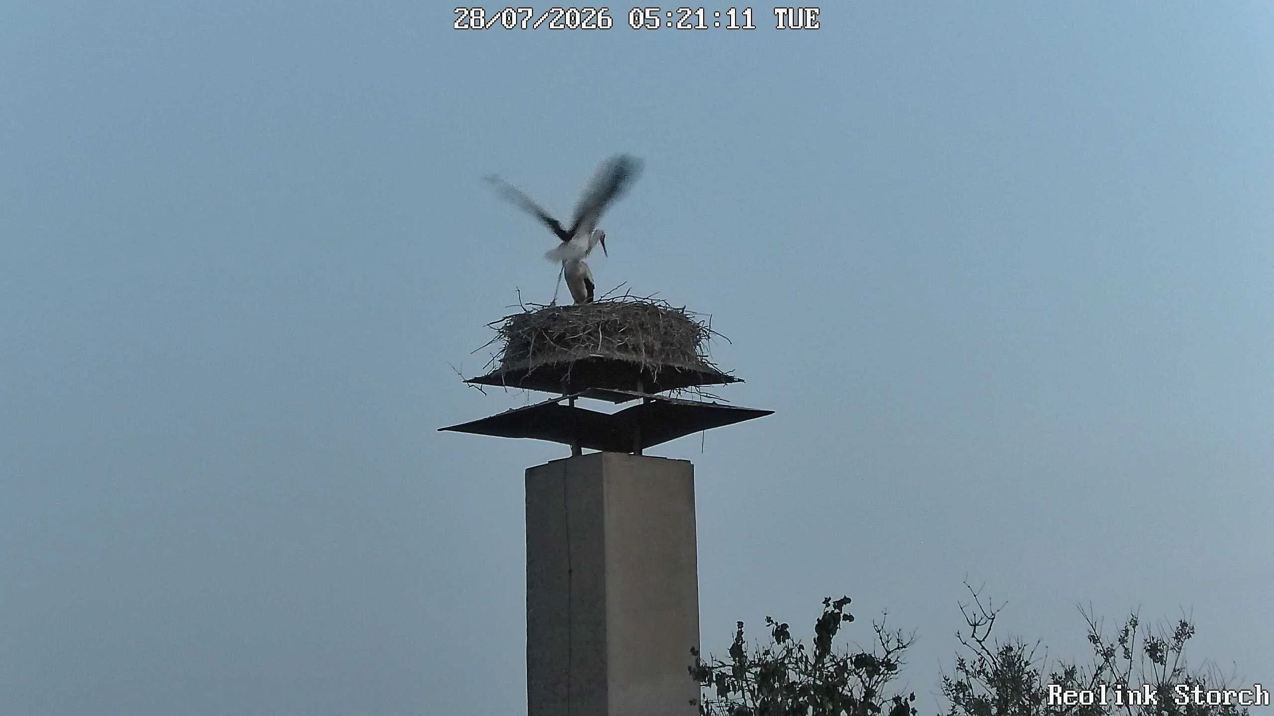 Storchencam Bild