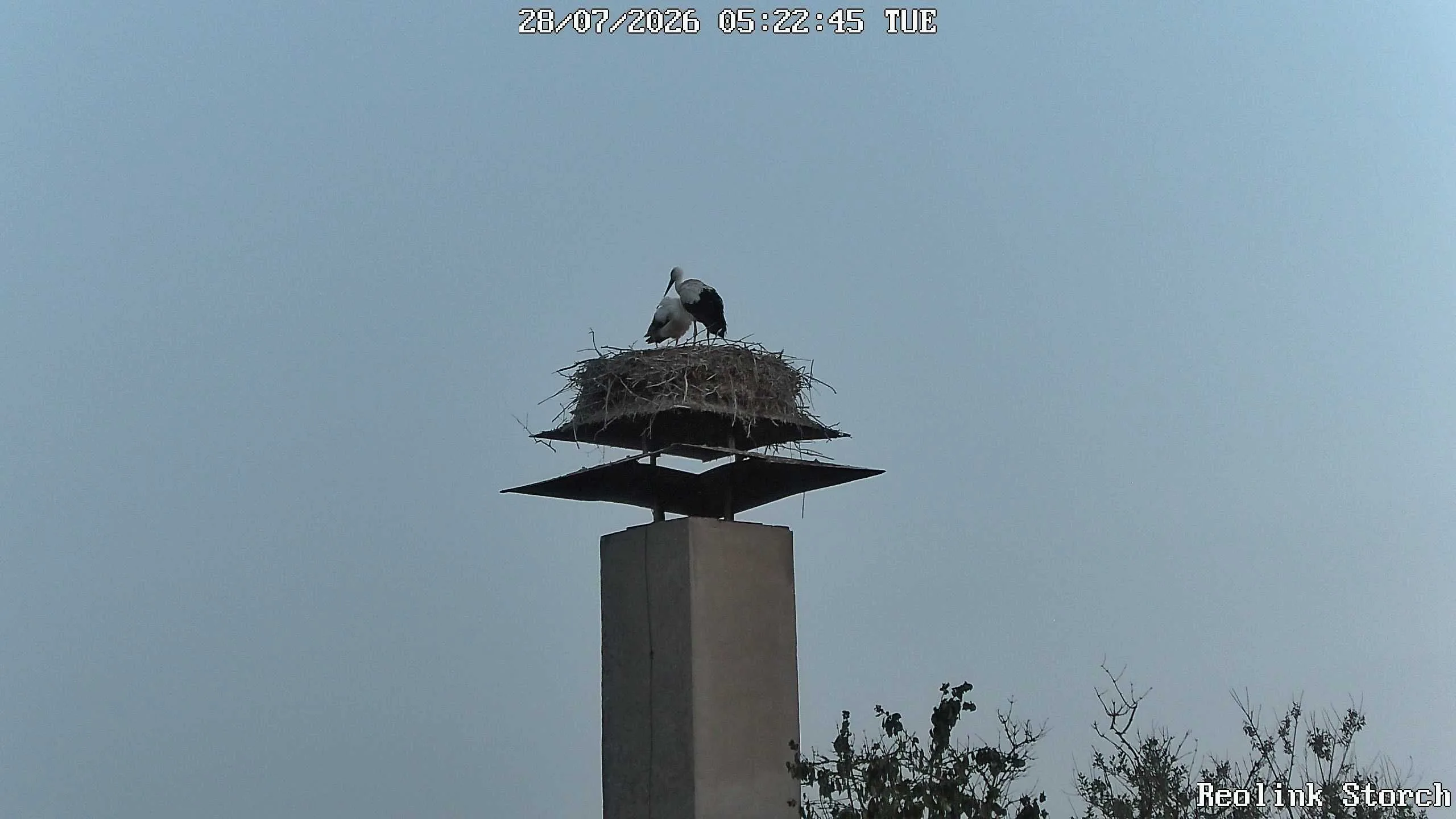 Storchencam Bild