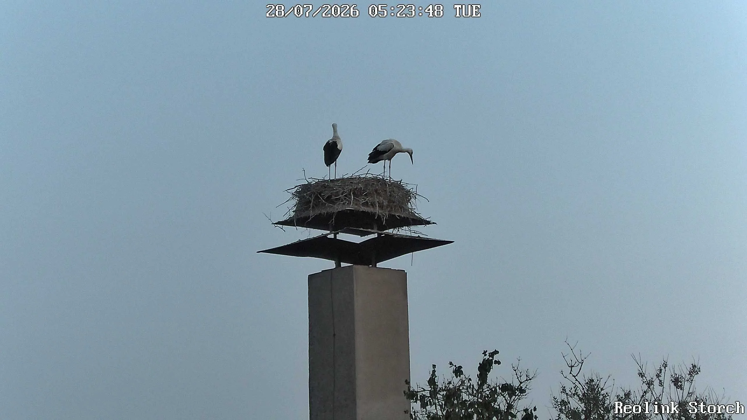 Storchencam Bild