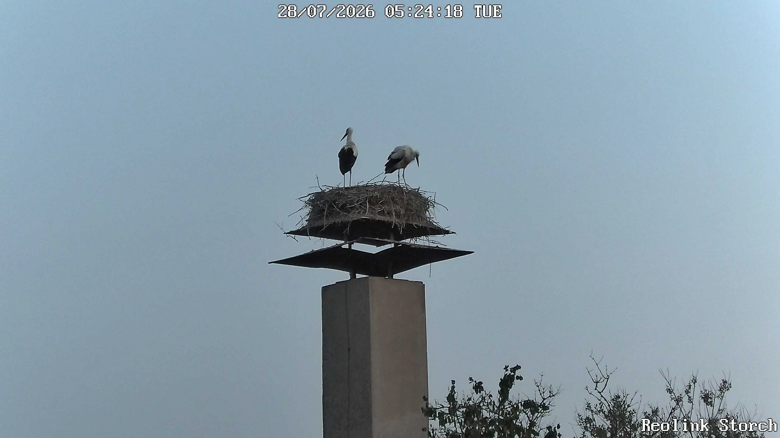 Storchencam Bild