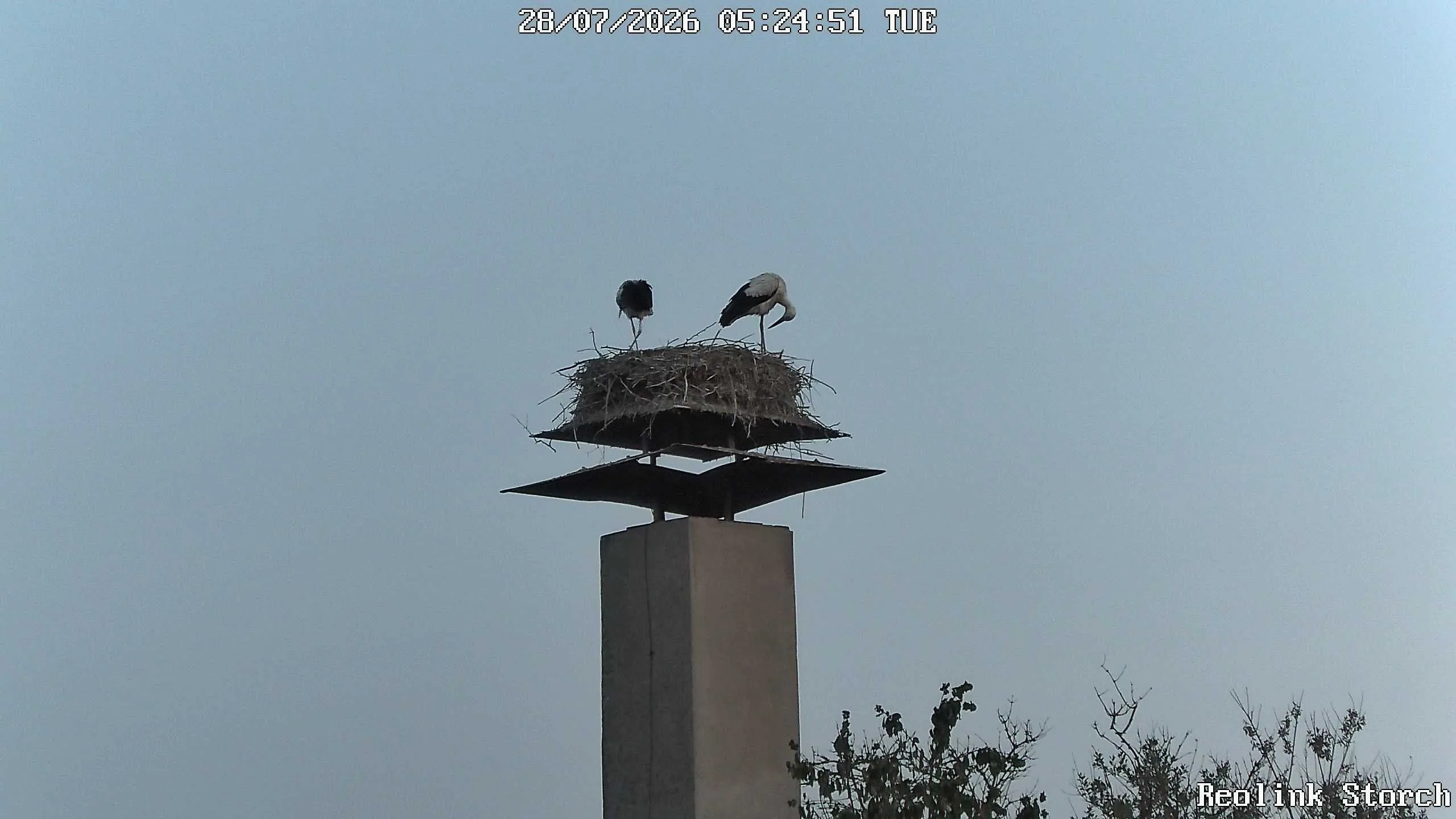 Storchencam Bild