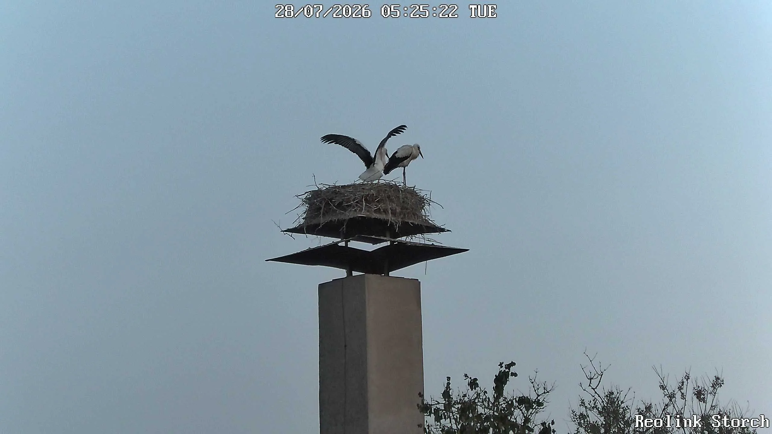 Storchencam Bild