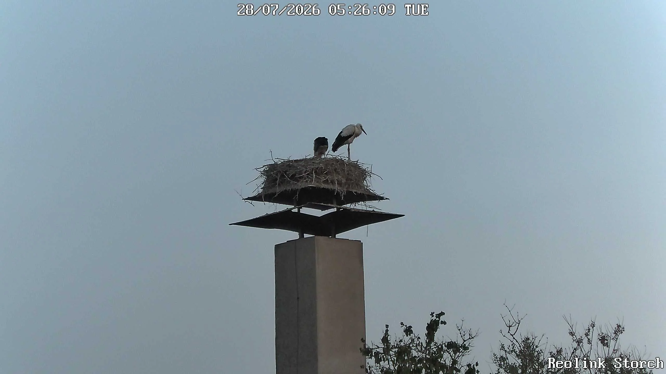 Storchencam Bild