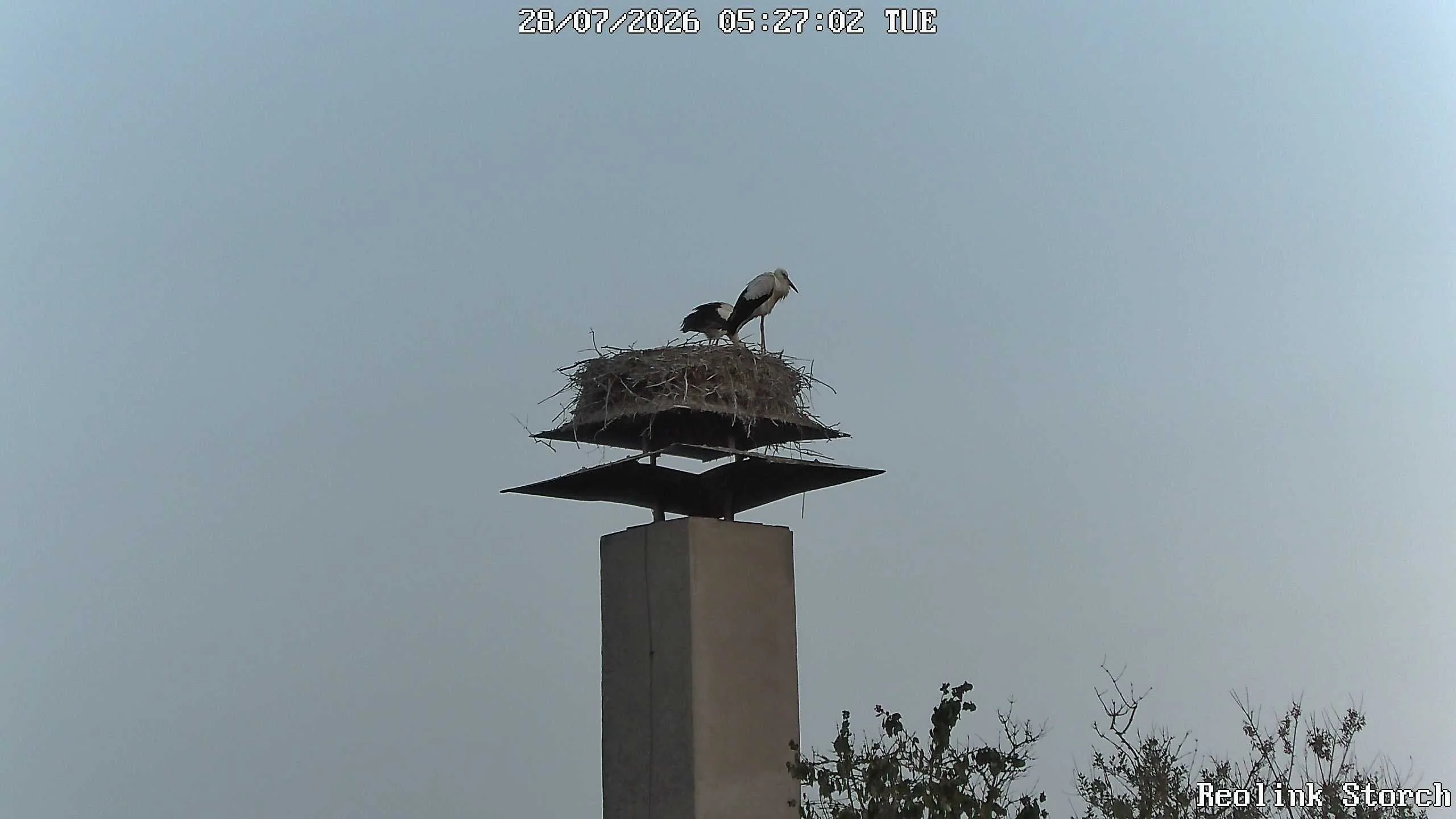 Storchencam Bild