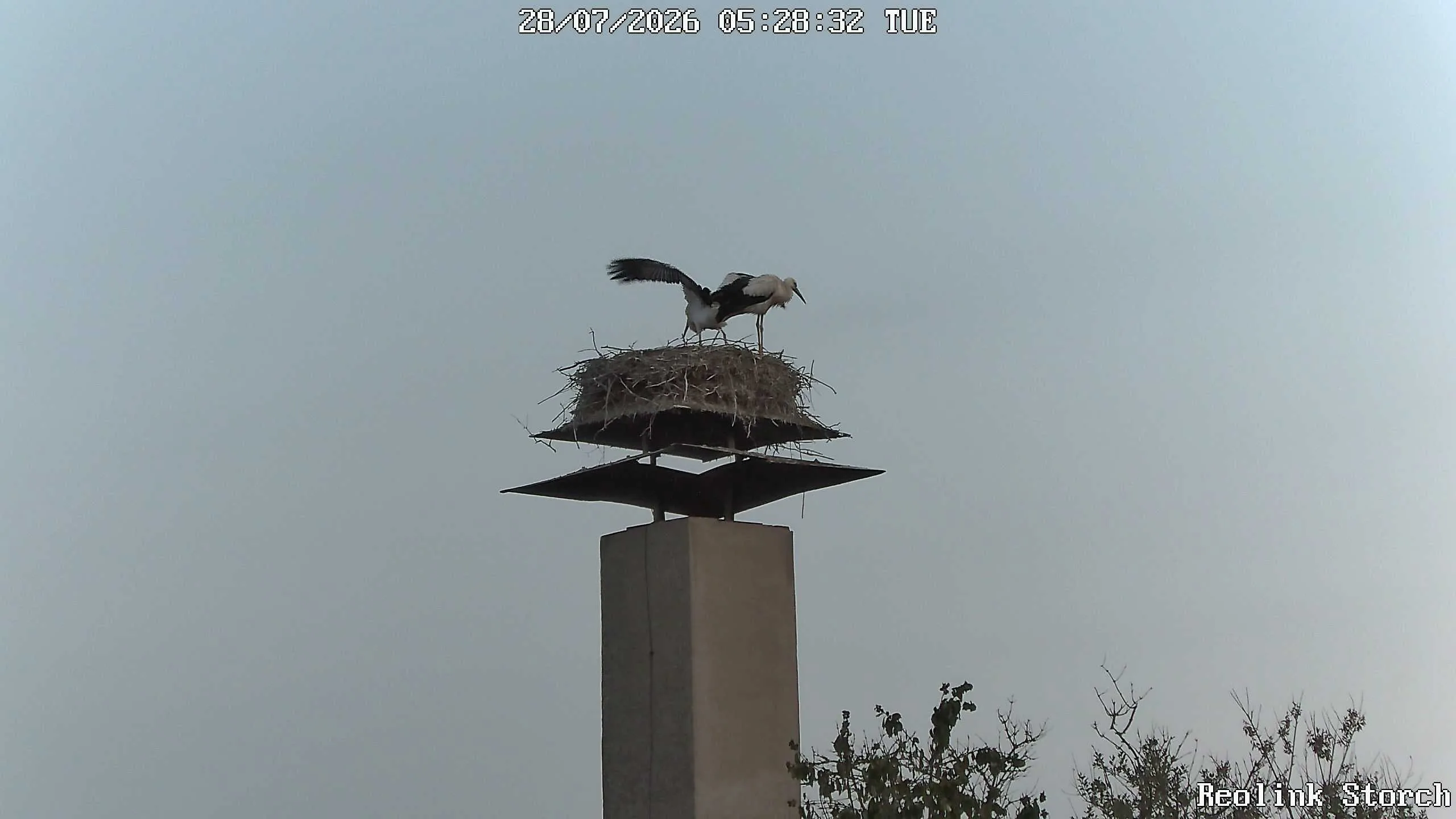 Storchencam Bild