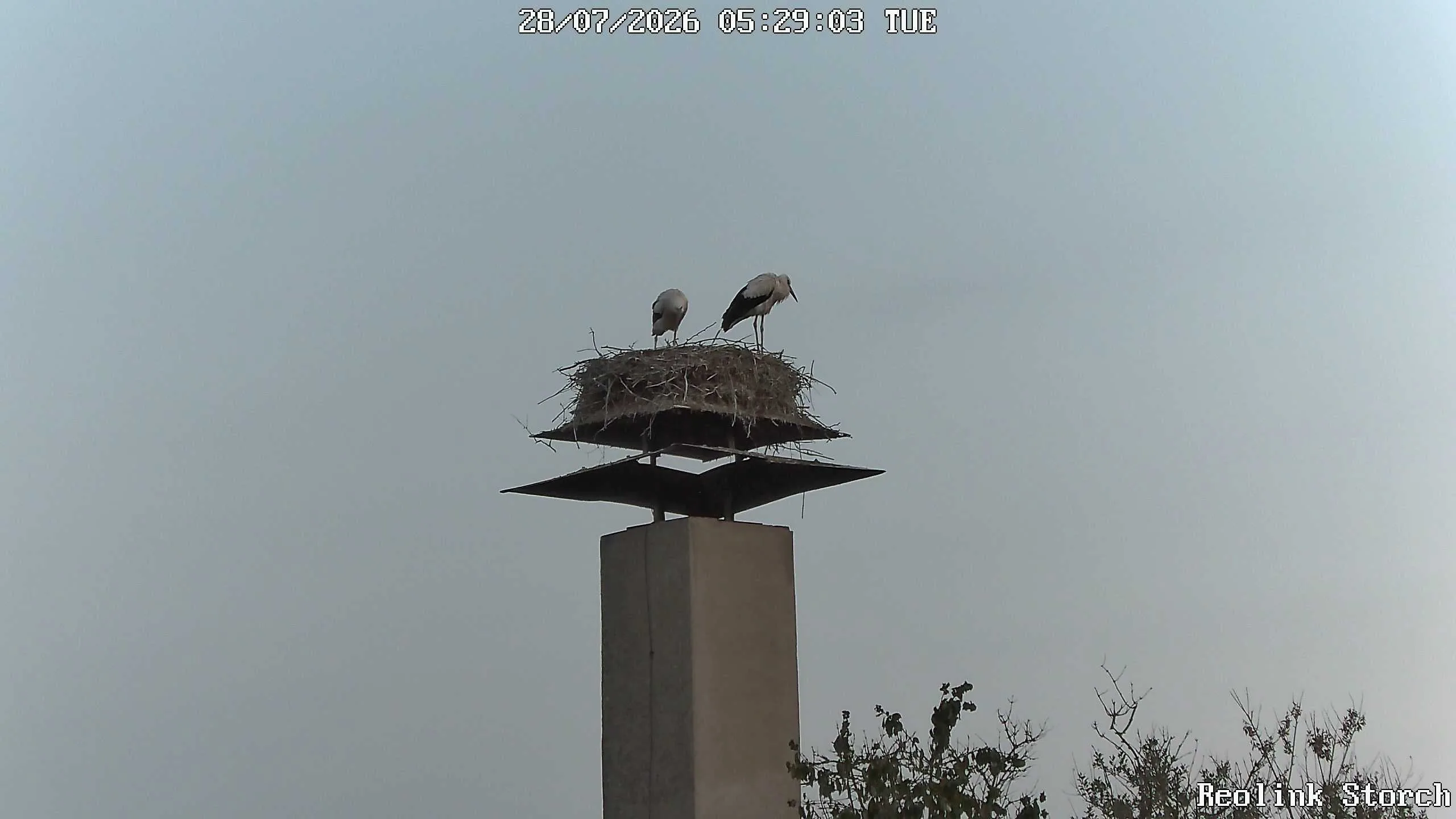 Storchencam Bild