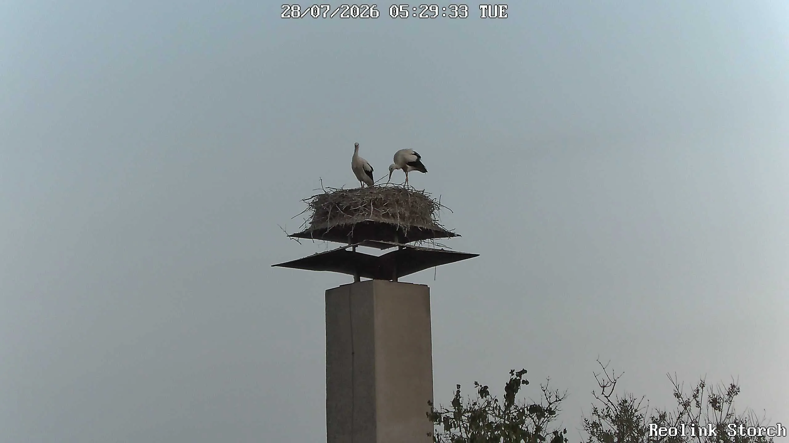 Storchencam Bild