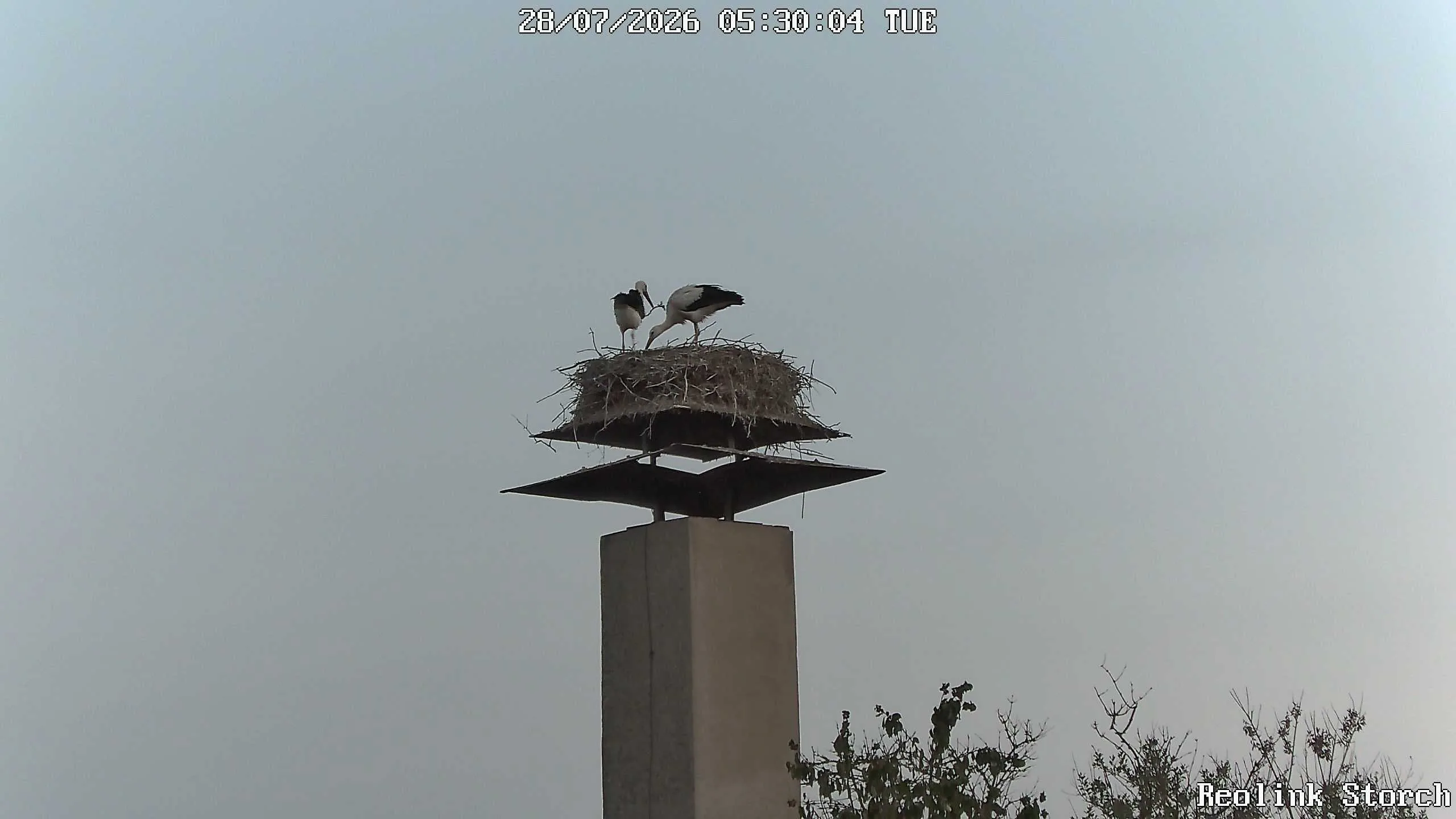 Storchencam Bild