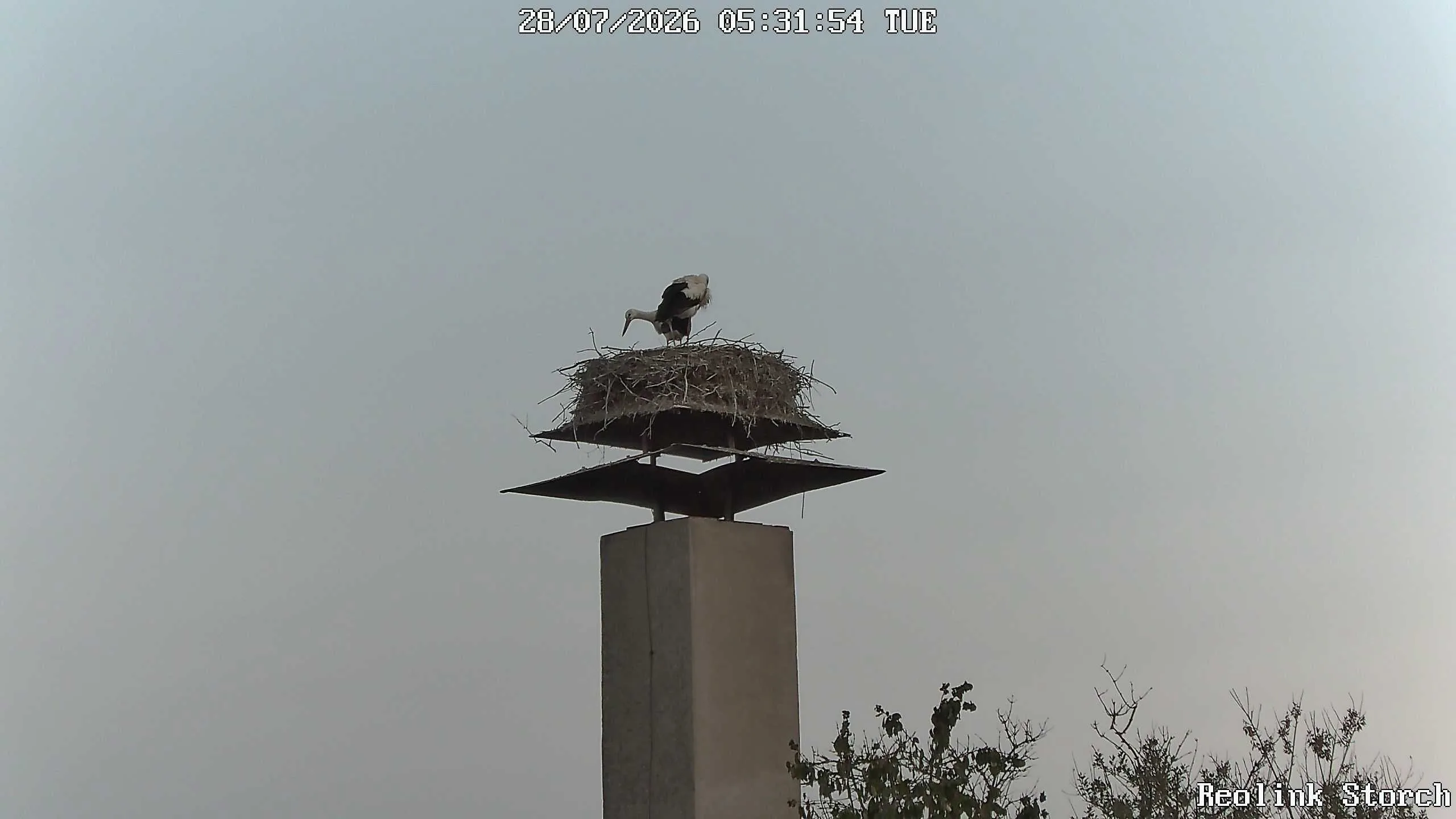 Storchencam Bild