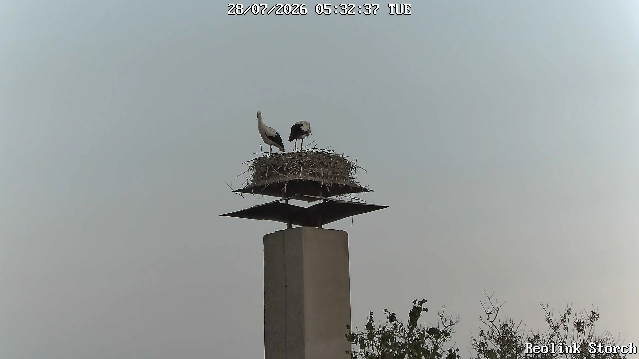 Storchencam Bild