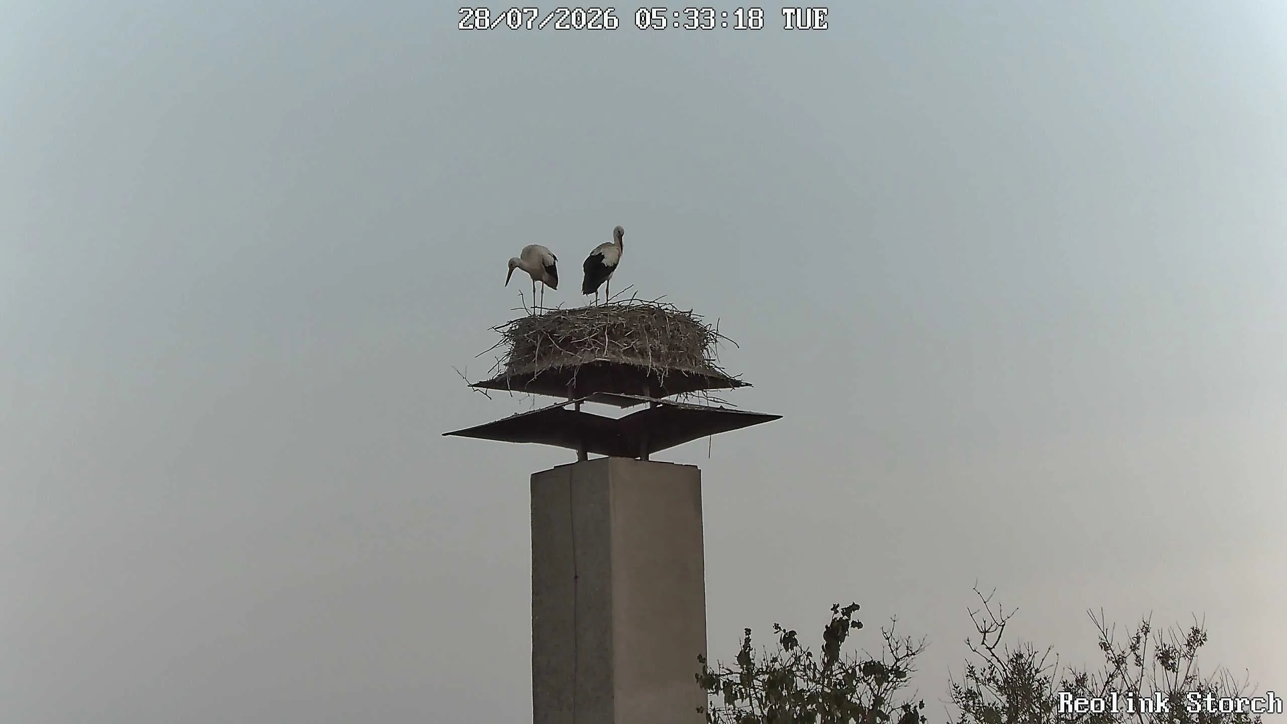 Storchencam Bild