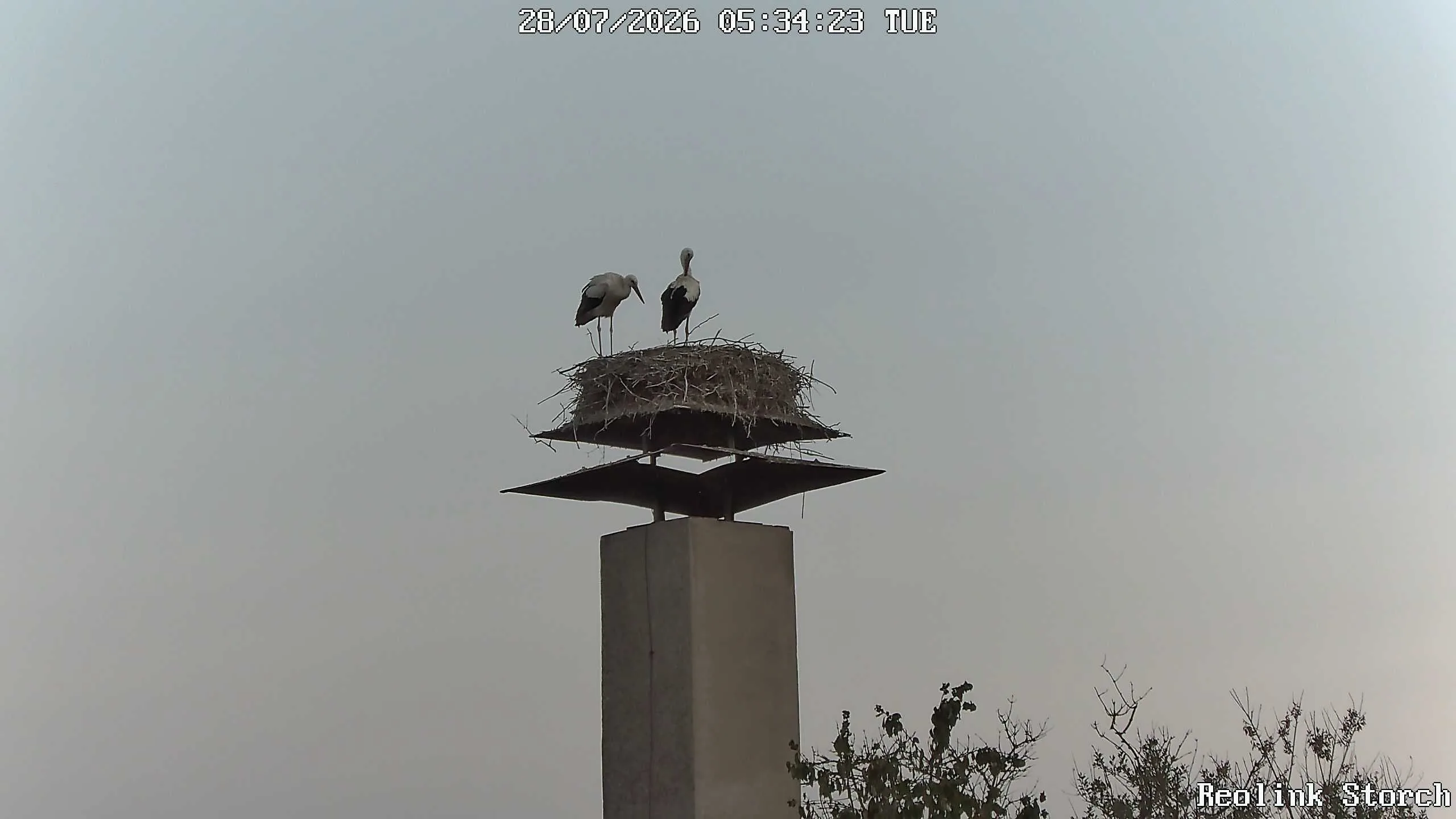 Storchencam Bild