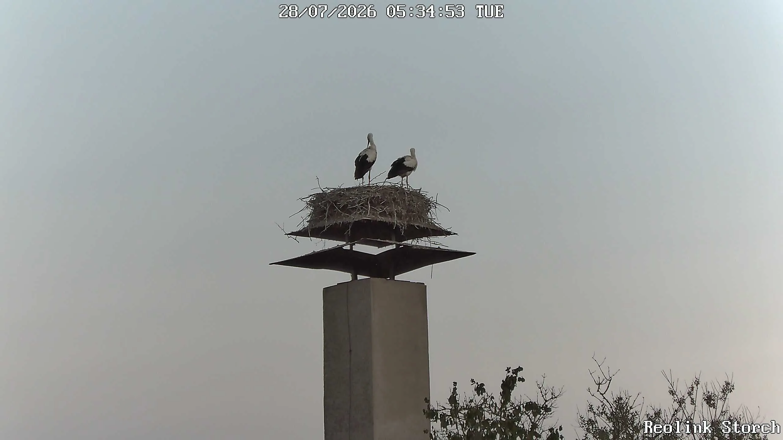 Storchencam Bild