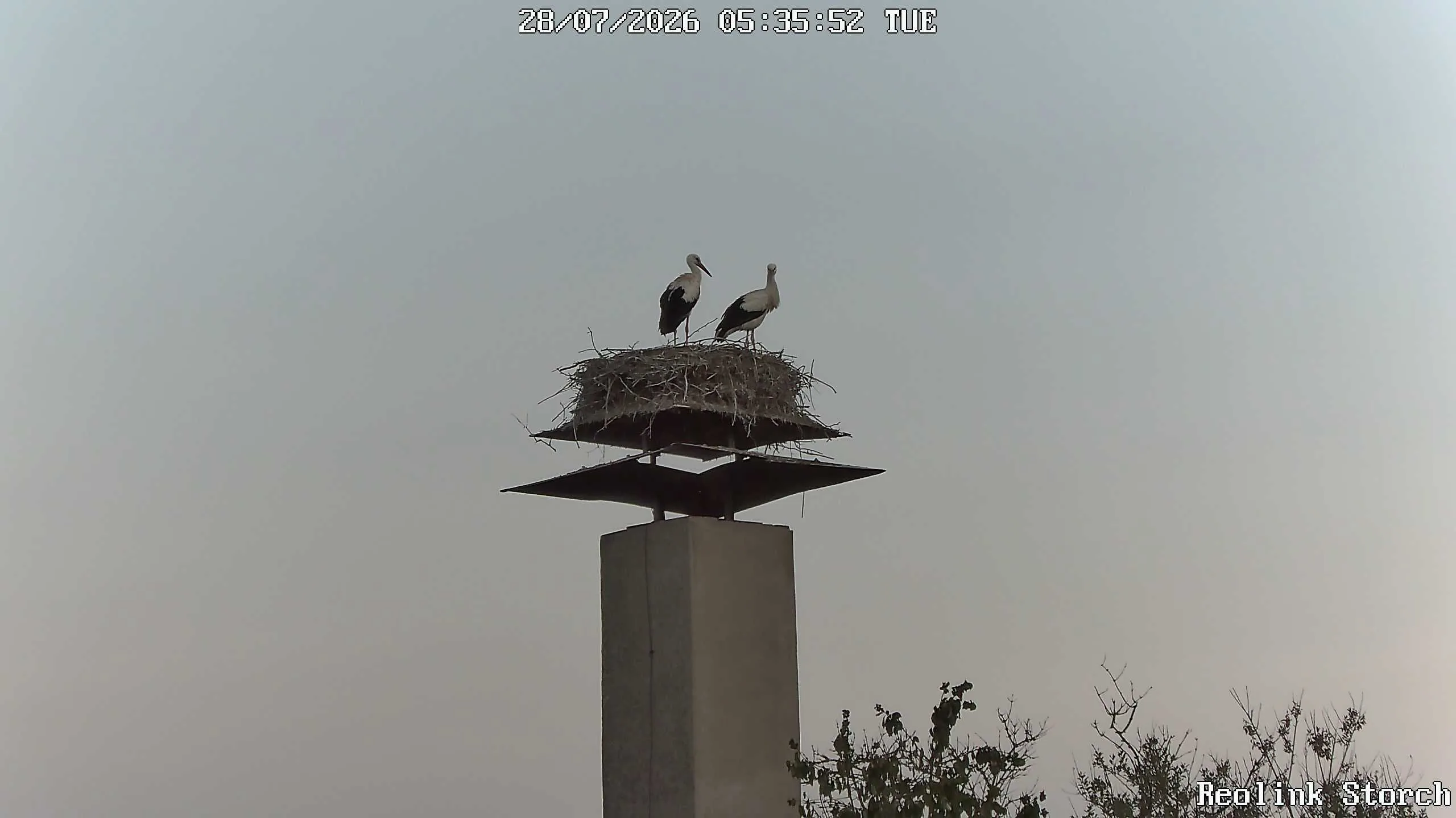 Storchencam Bild