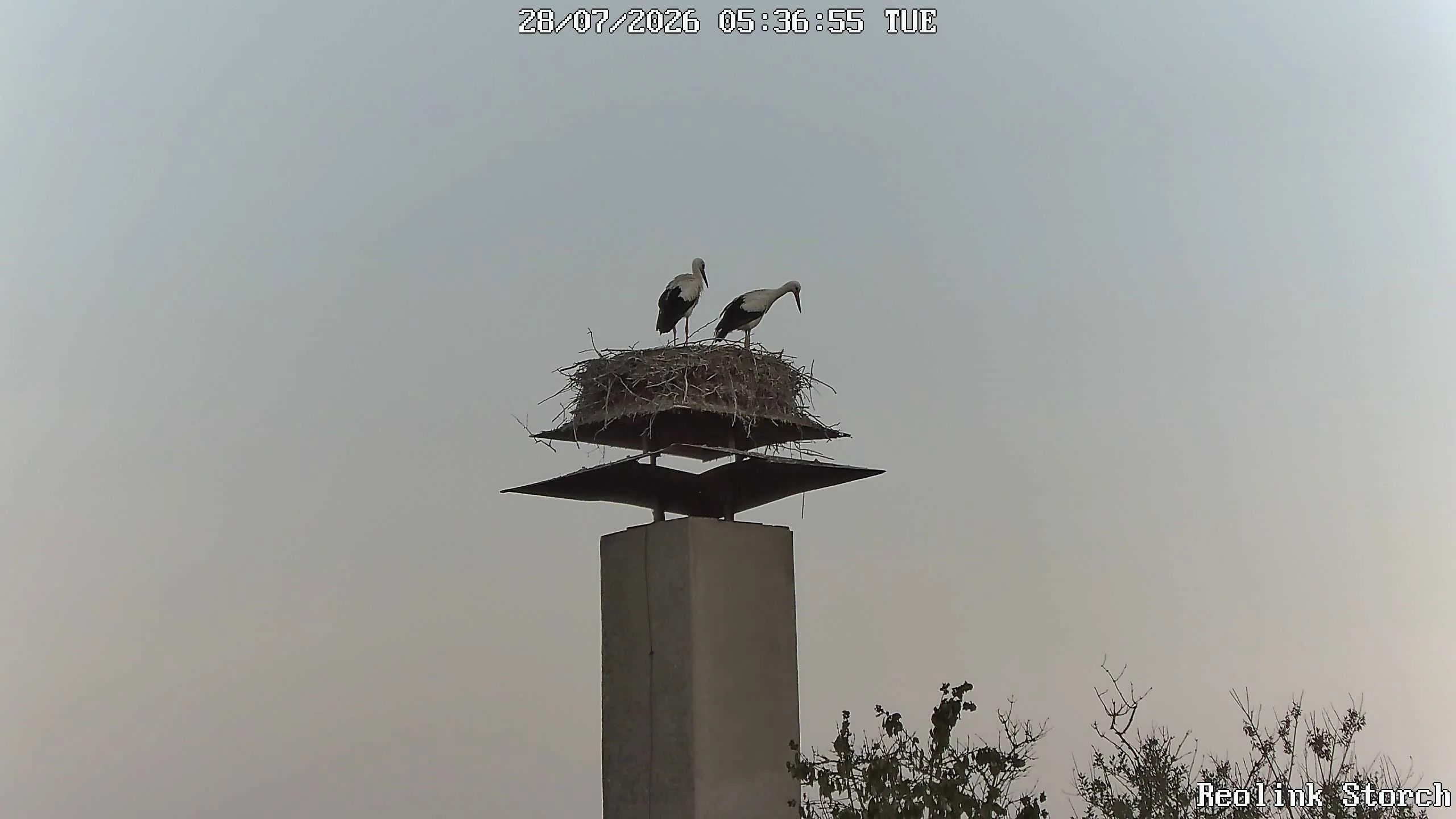 Storchencam Bild