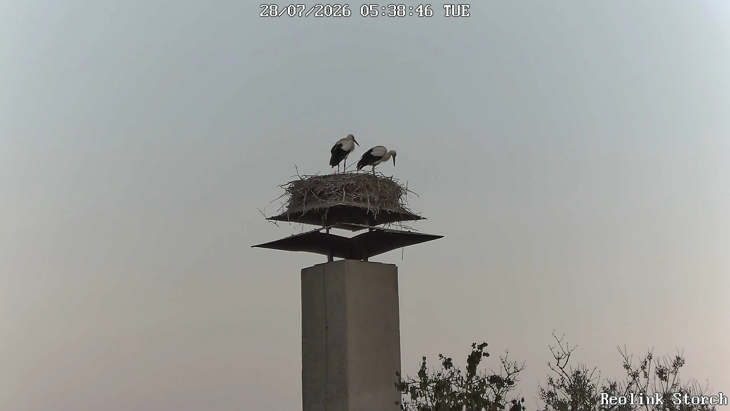 Storchencam Bild