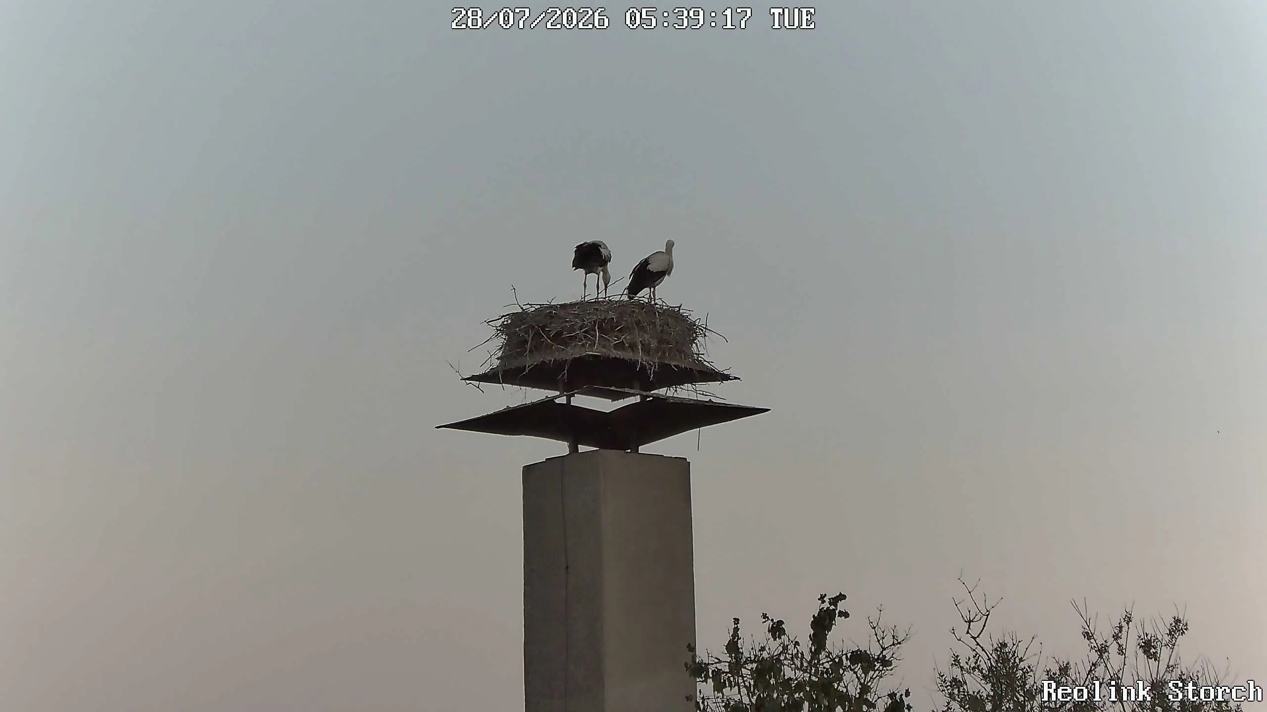Storchencam Bild