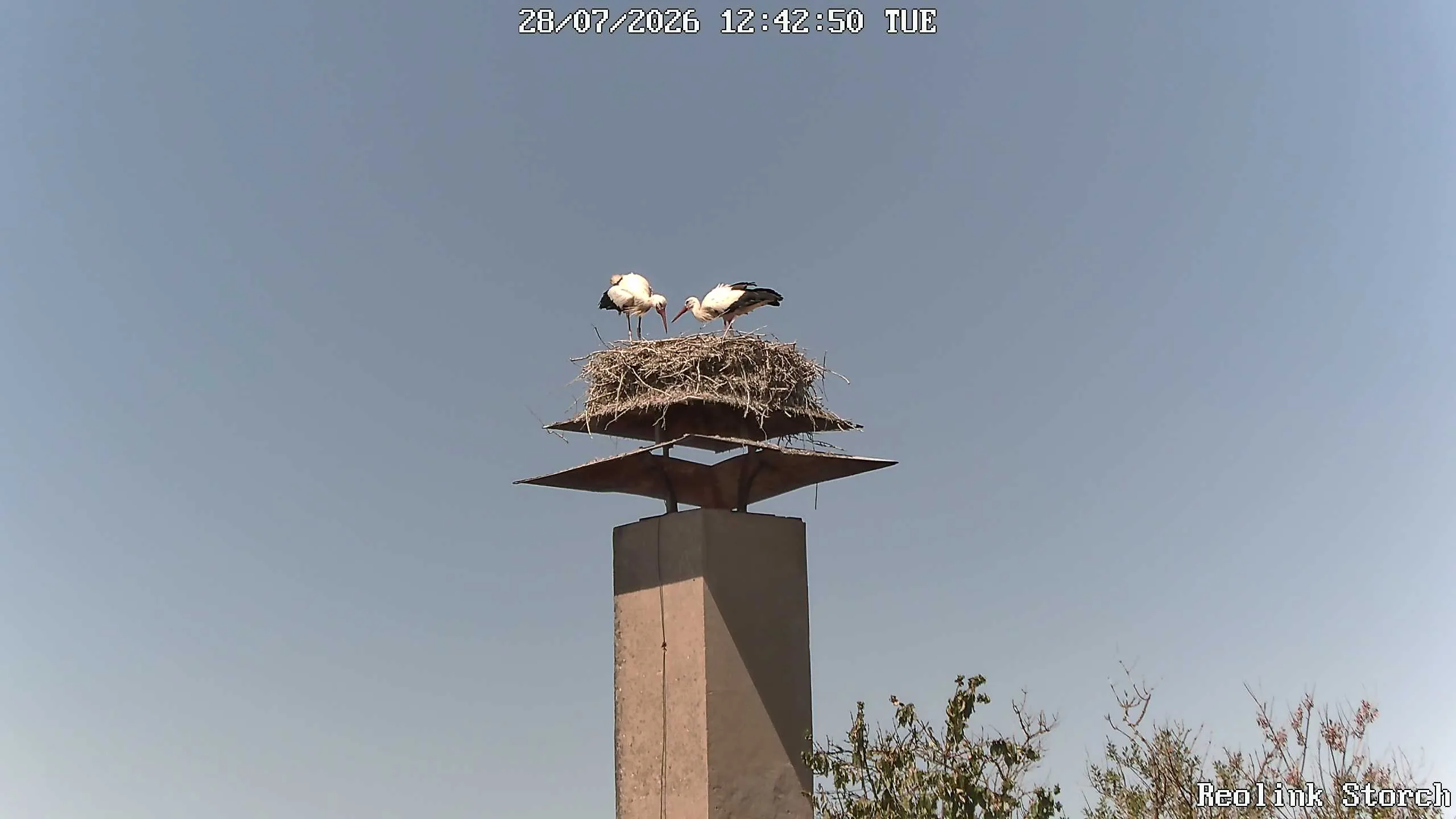 Storchencam Bild