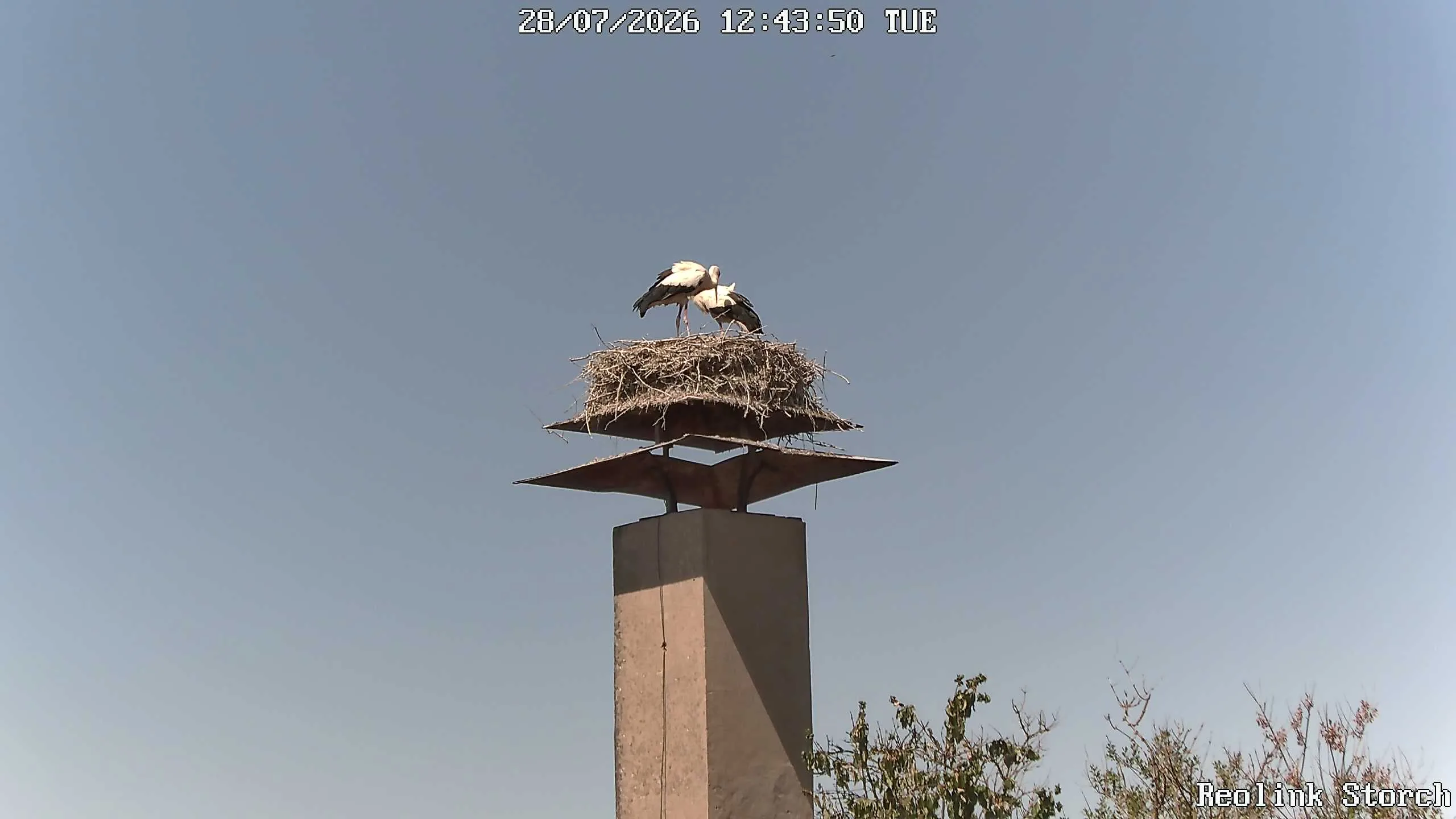 Storchencam Bild