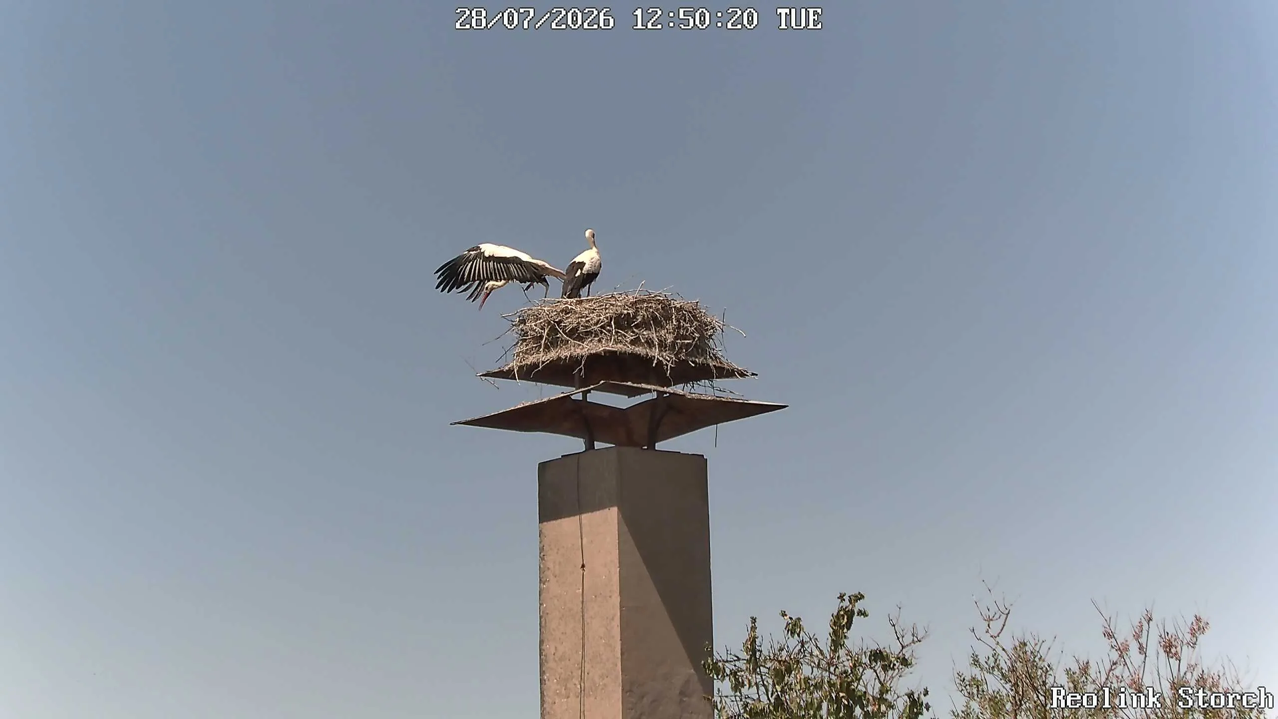 Storchencam Bild