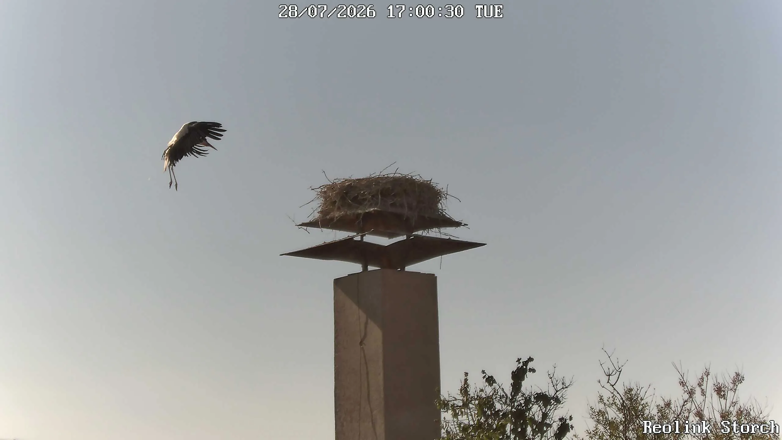 Storchencam Bild