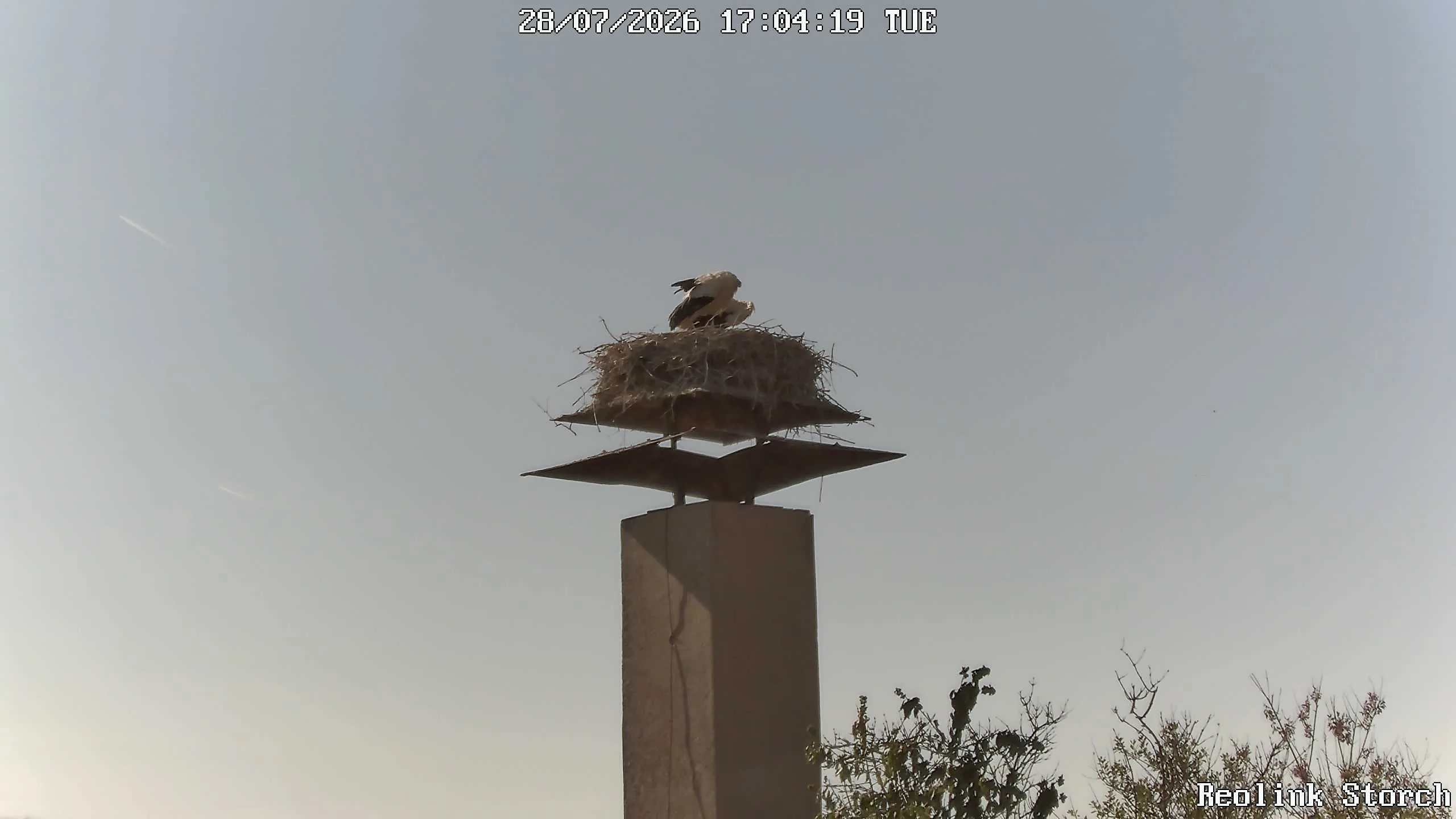 Storchencam Bild