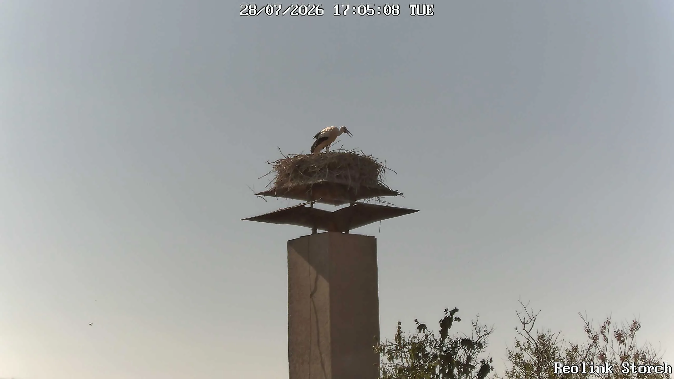 Storchencam Bild