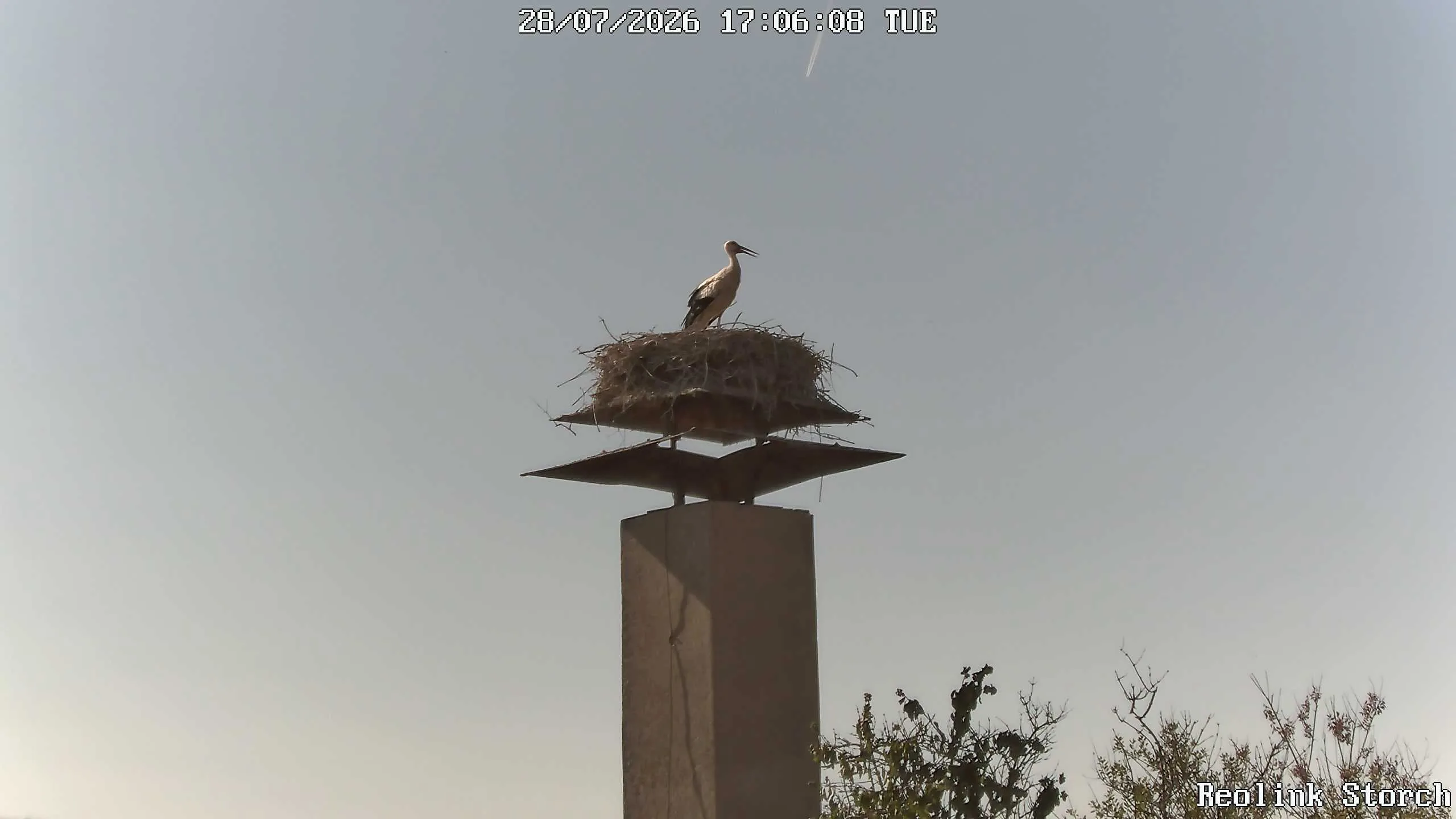 Storchencam Bild