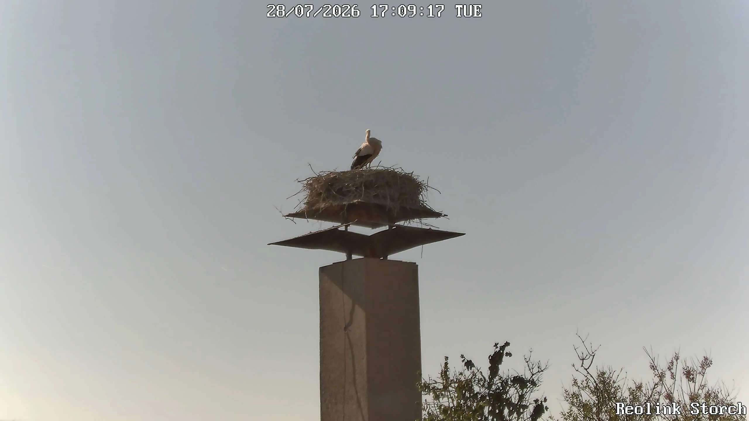 Storchencam Bild