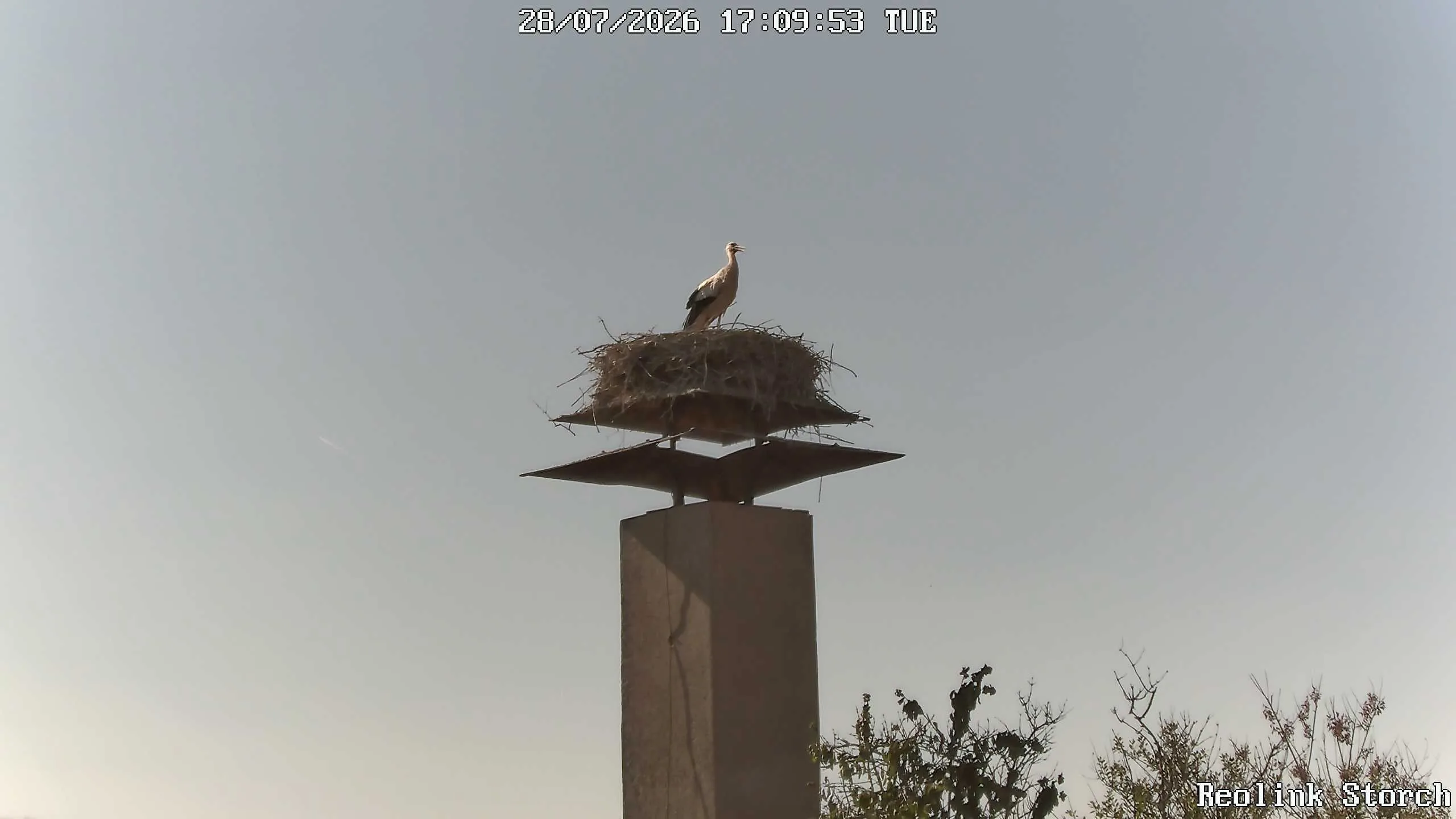 Storchencam Bild