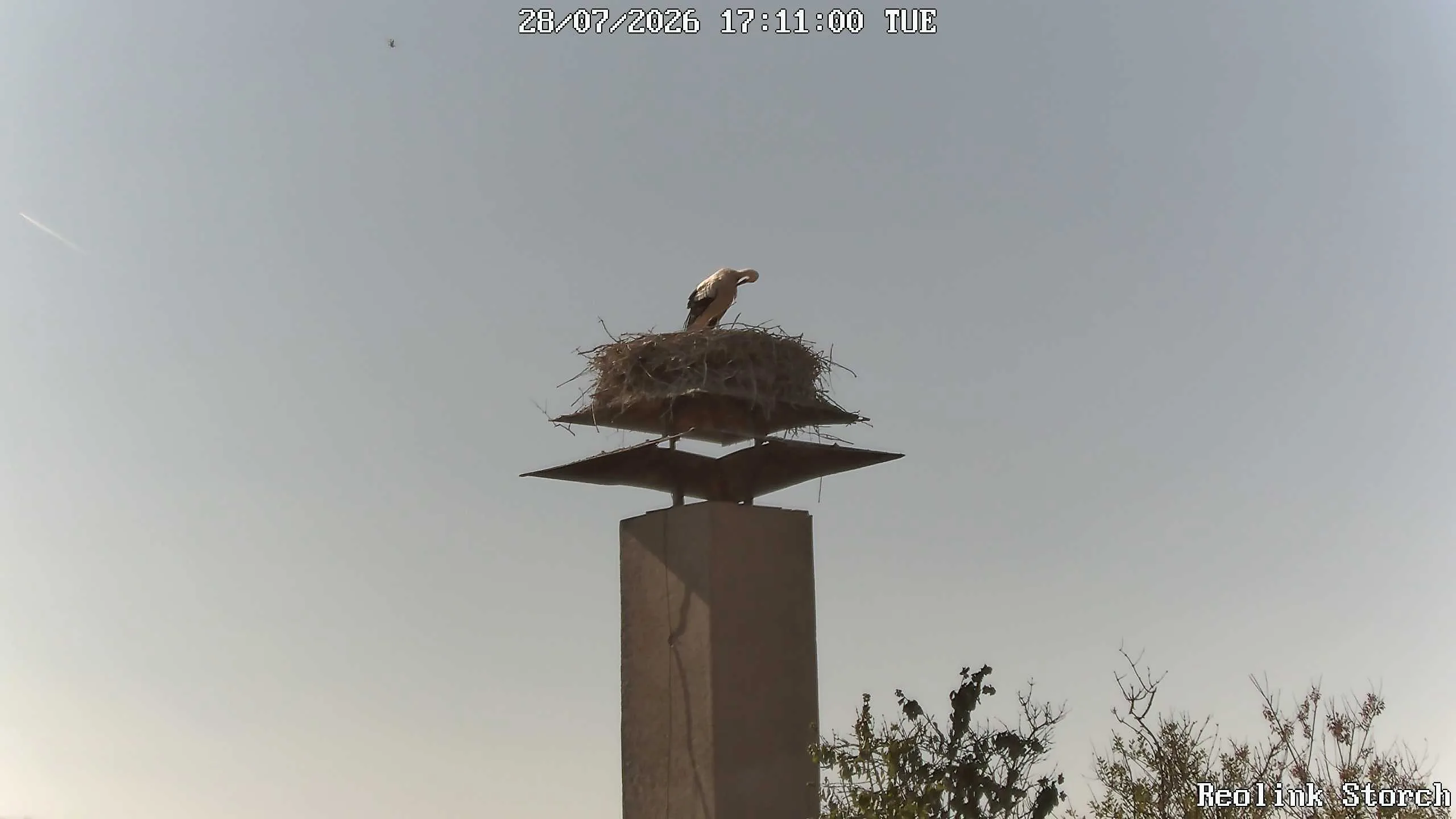 Storchencam Bild