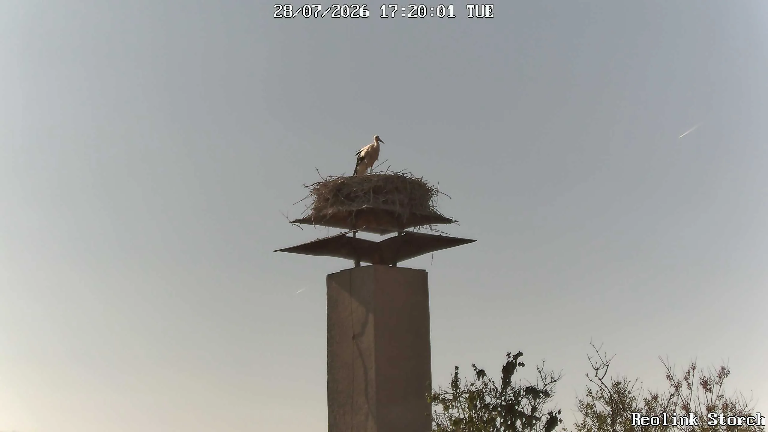 Storchencam Bild