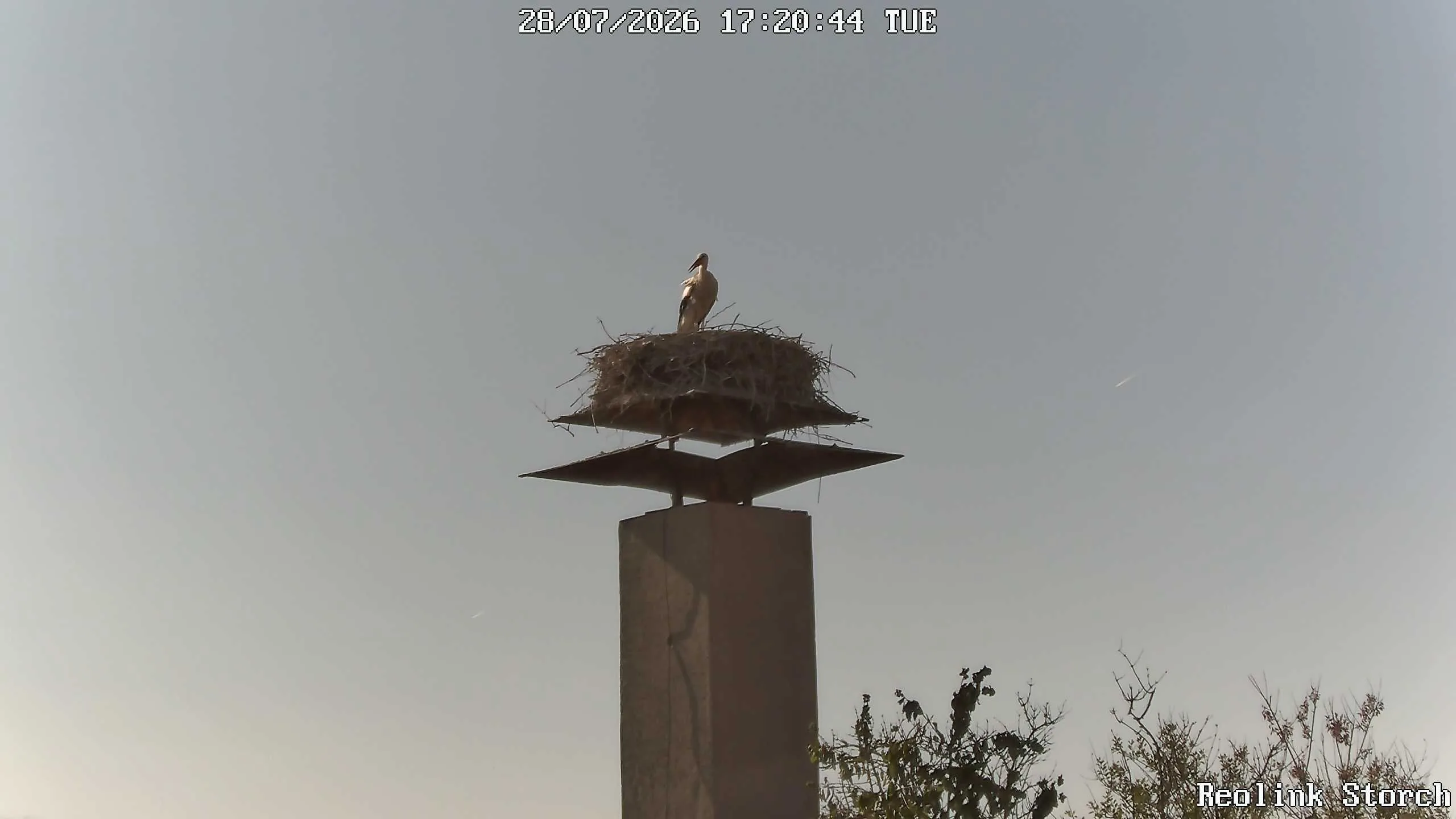 Storchencam Bild