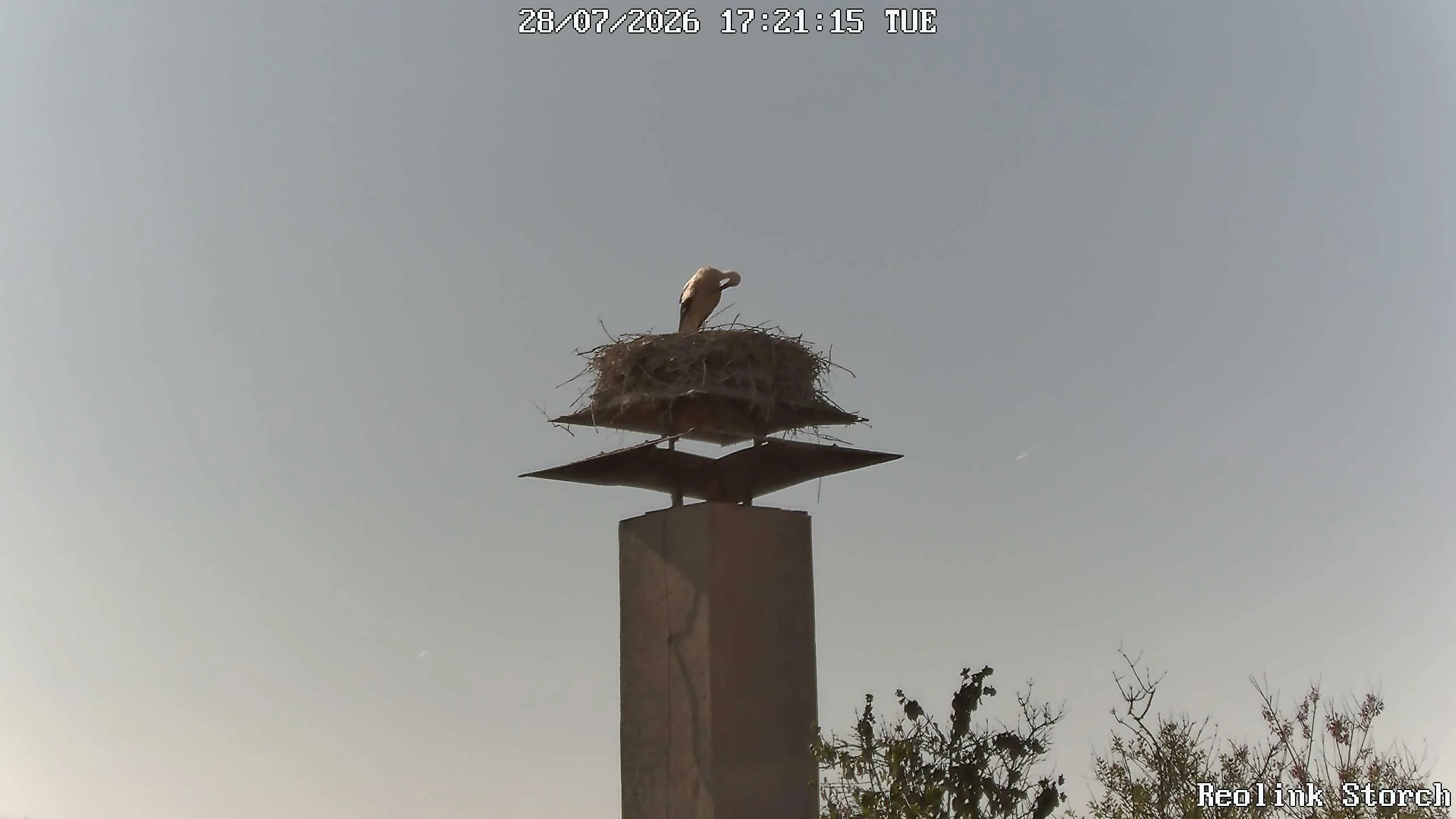 Storchencam Bild