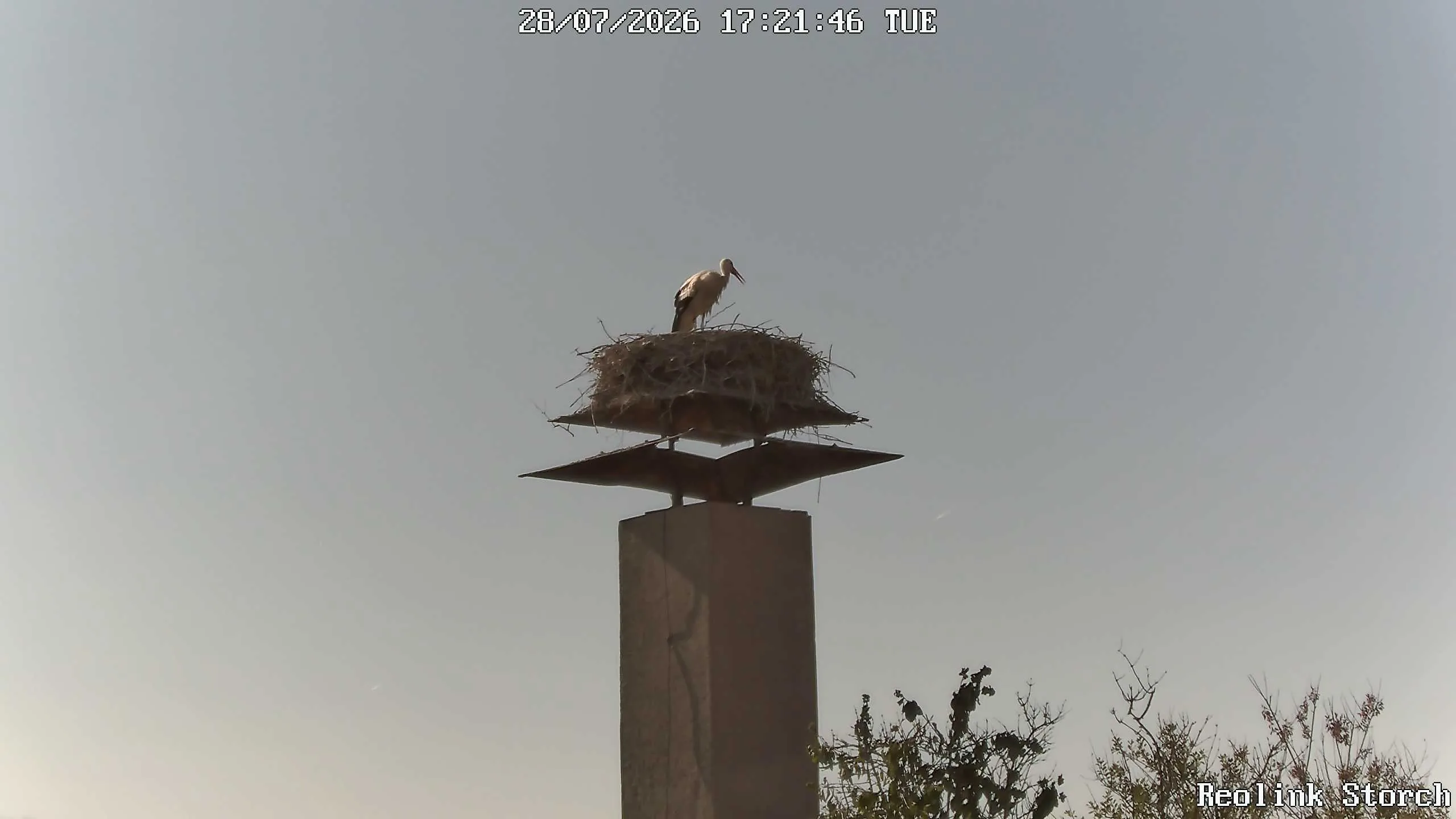 Storchencam Bild
