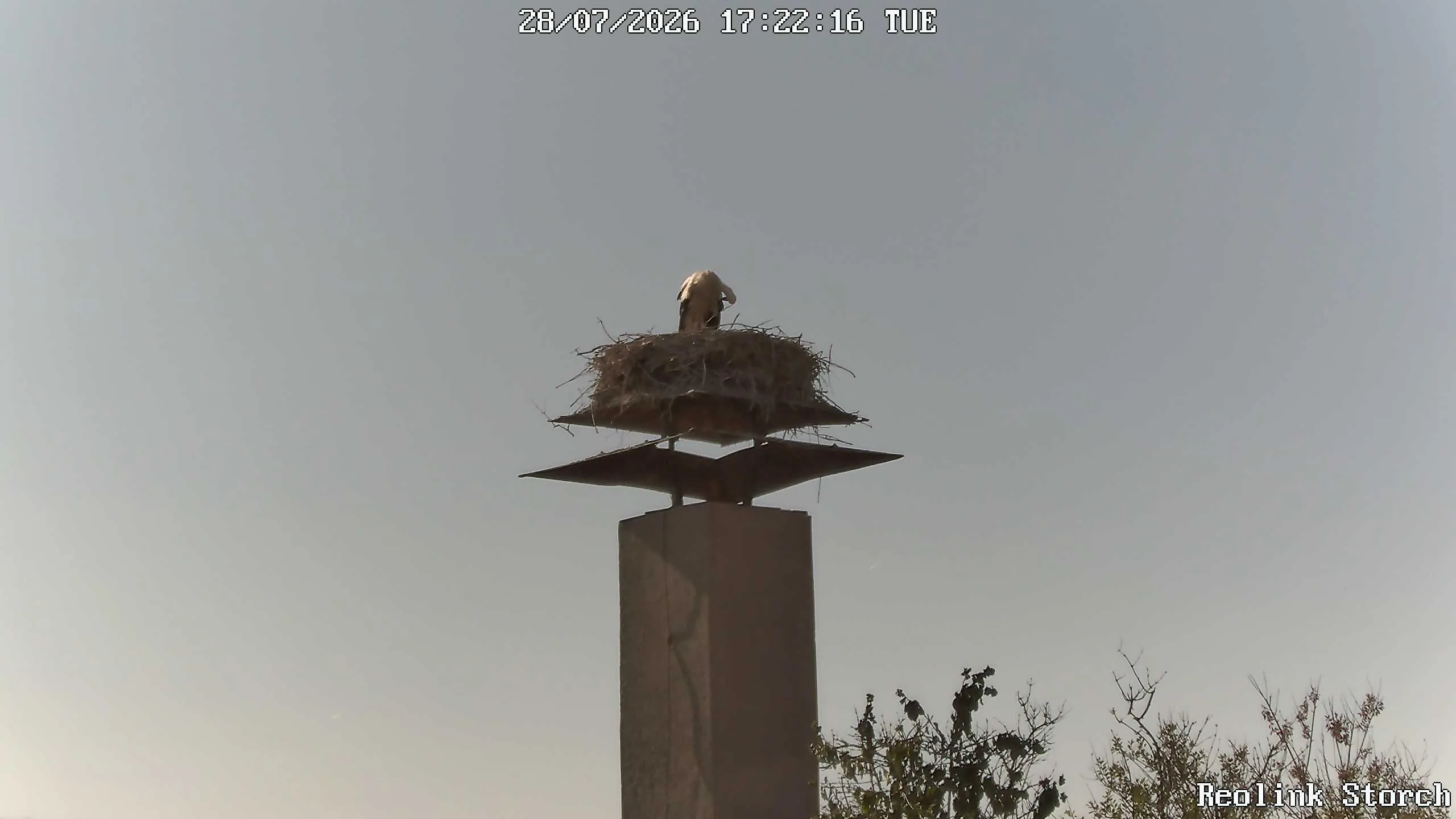 Storchencam Bild