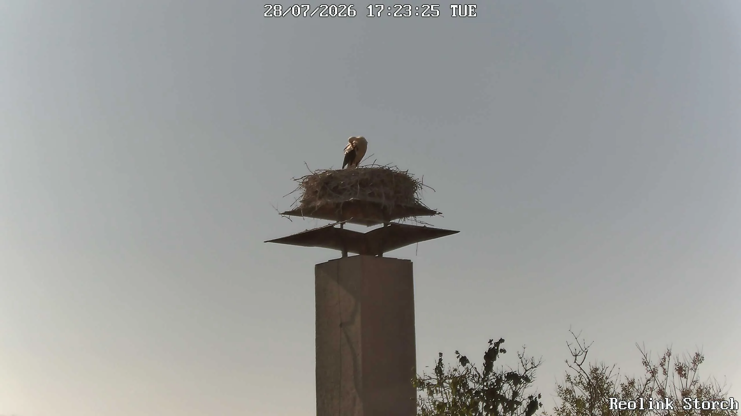 Storchencam Bild